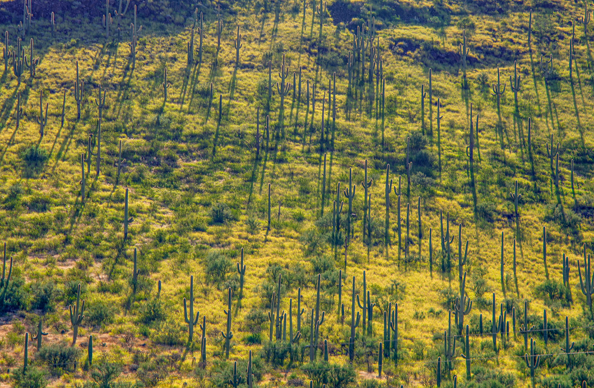 saguaro morning slopes