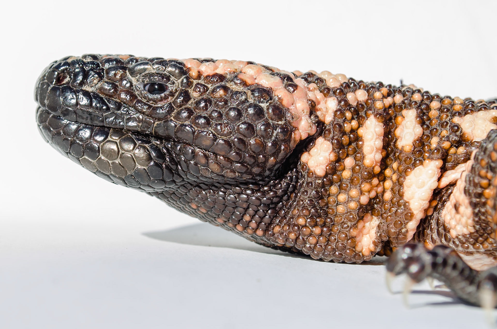 Gila MonsterPortrait