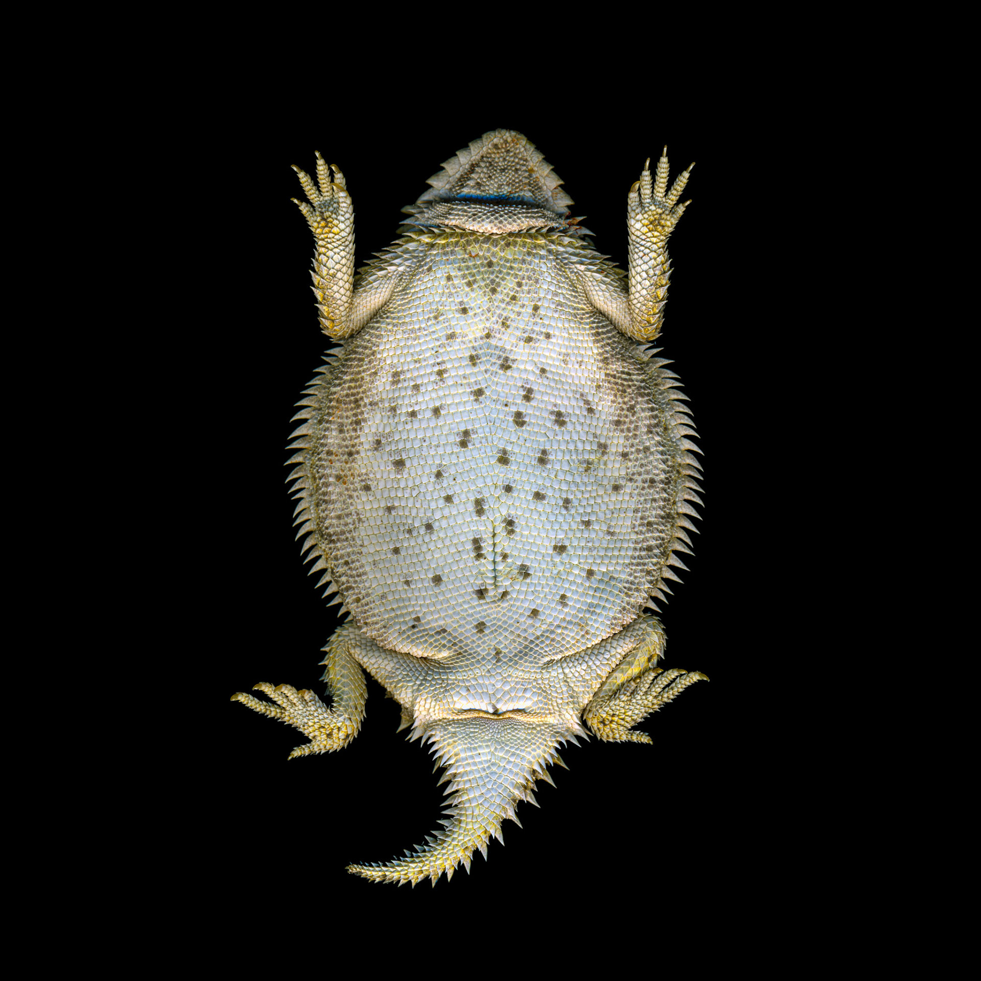 Horned Lizard Belly