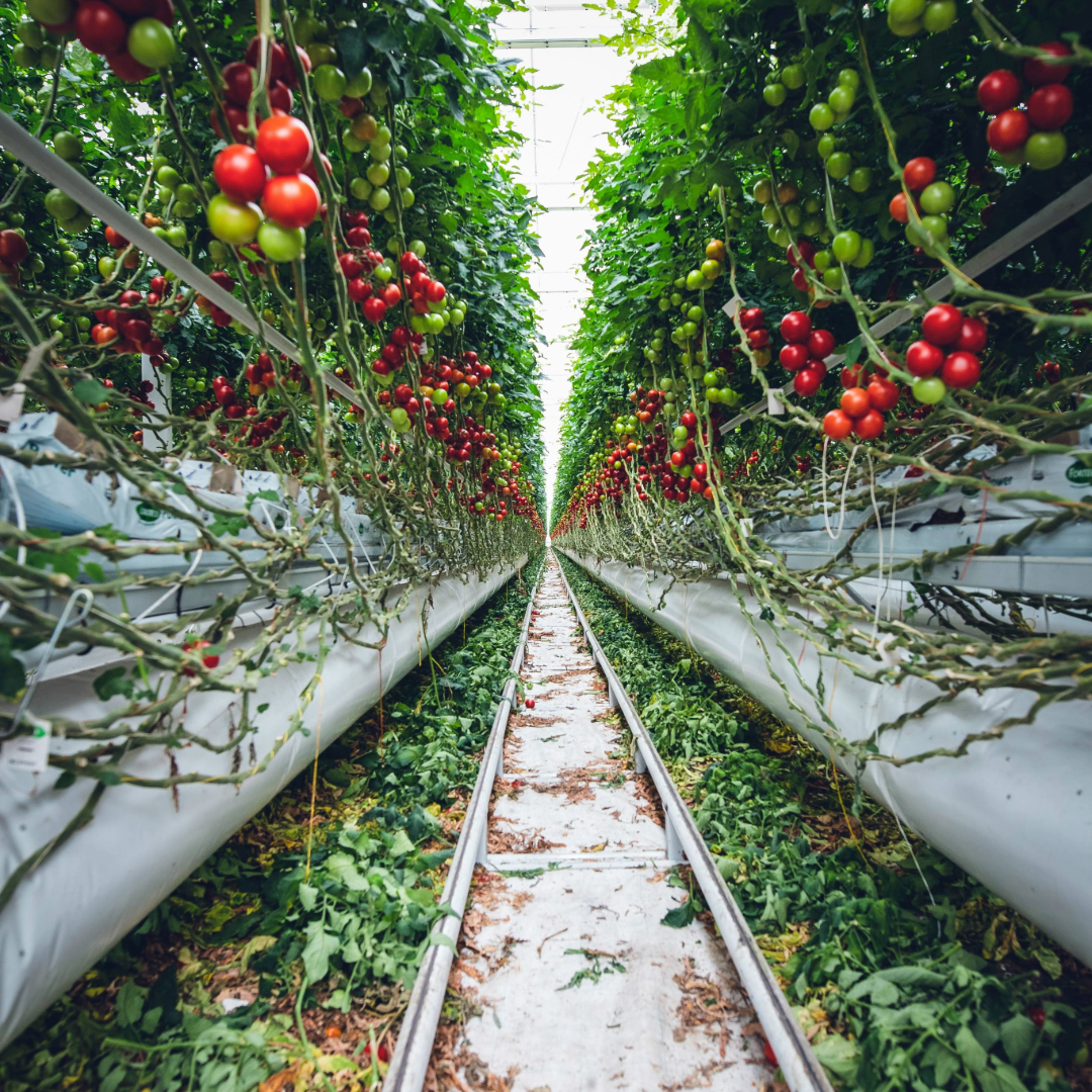 Tomatoes hanging from a vertical garden.