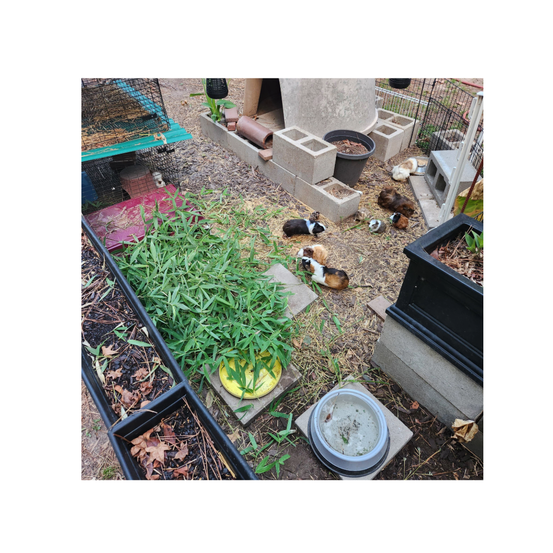 guinea pigs outside eating bamboo