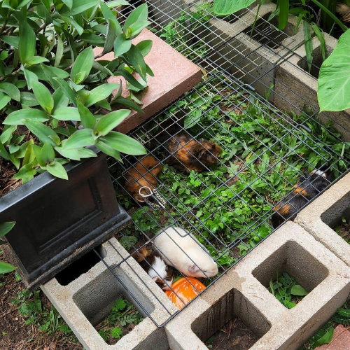 guinea pigs in a new outdoor enclosure