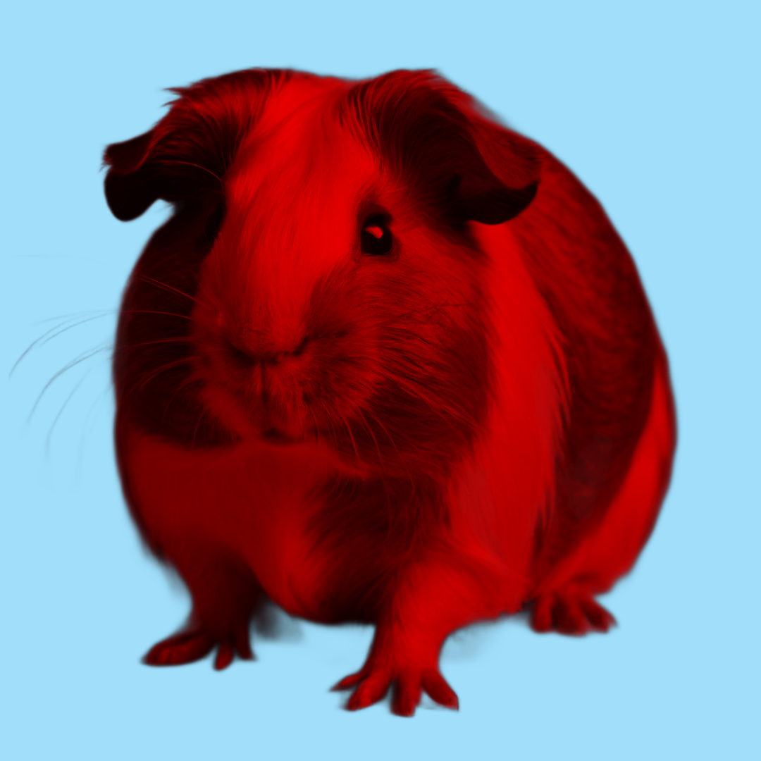 guinea pig seen through a red filter with a blue background