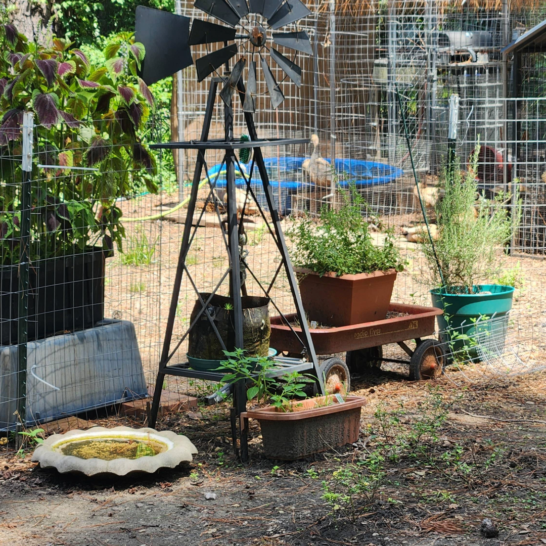 multiple plants and garden containers in a organic backyard garden with ducks in the background