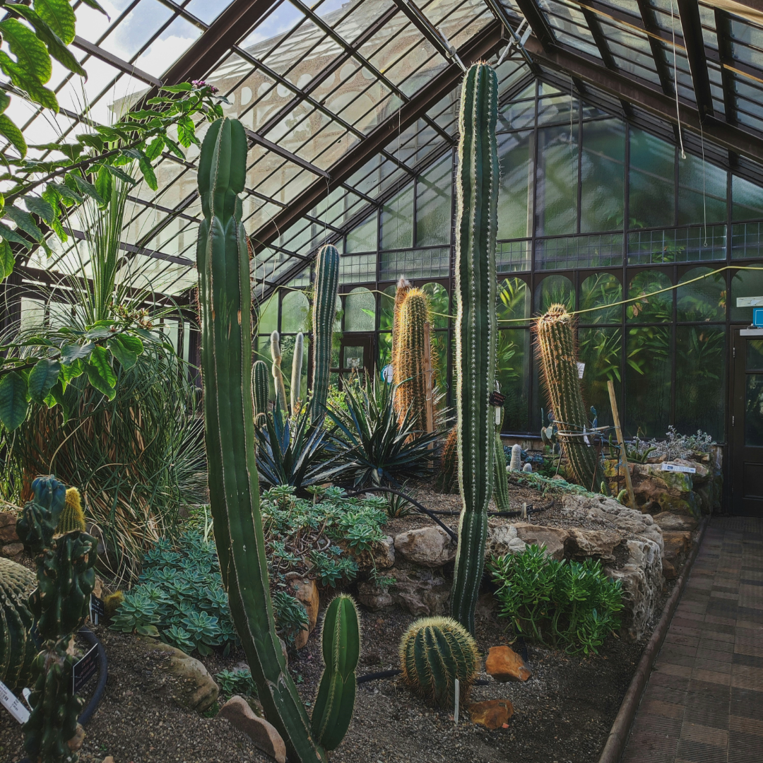 Cacti growing in a greenhouse