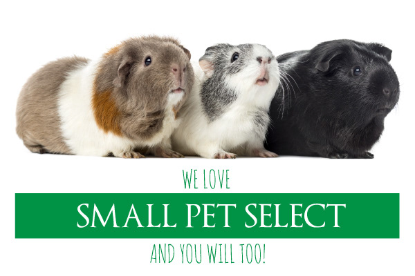 Image link to Small Pet Select. Three guinea Pigs side by side. The left guinea pig is grey and white with a brown spot or two. The middle guinea pig is grey and white with a curious look on its face. The right guinea pig is solid black and appears to be looking right at you! Text at bottom says ‘ we lover small pet select and you will too!
