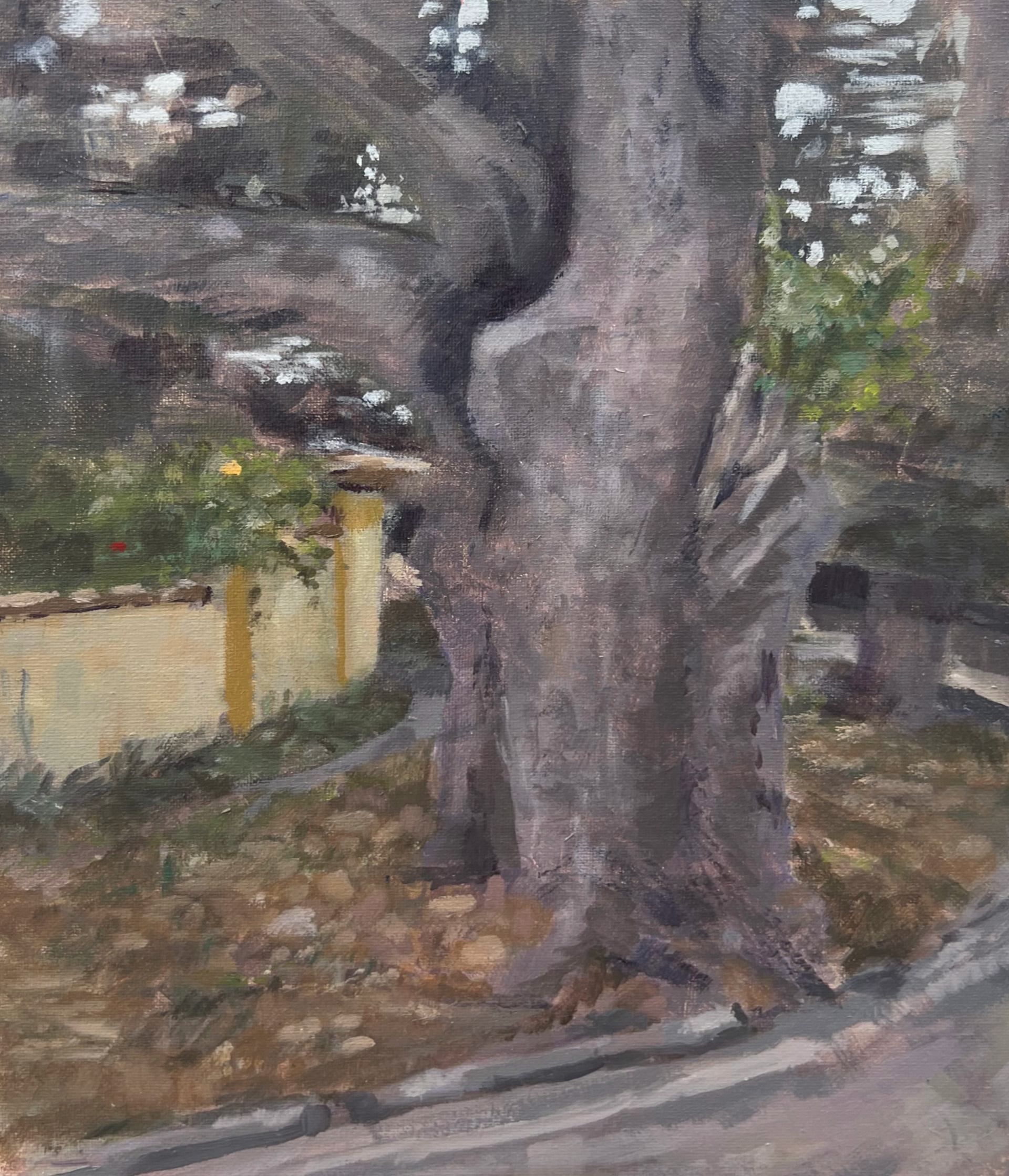 Tree Across the Road: 9x12" Oil on Canvas - 2024