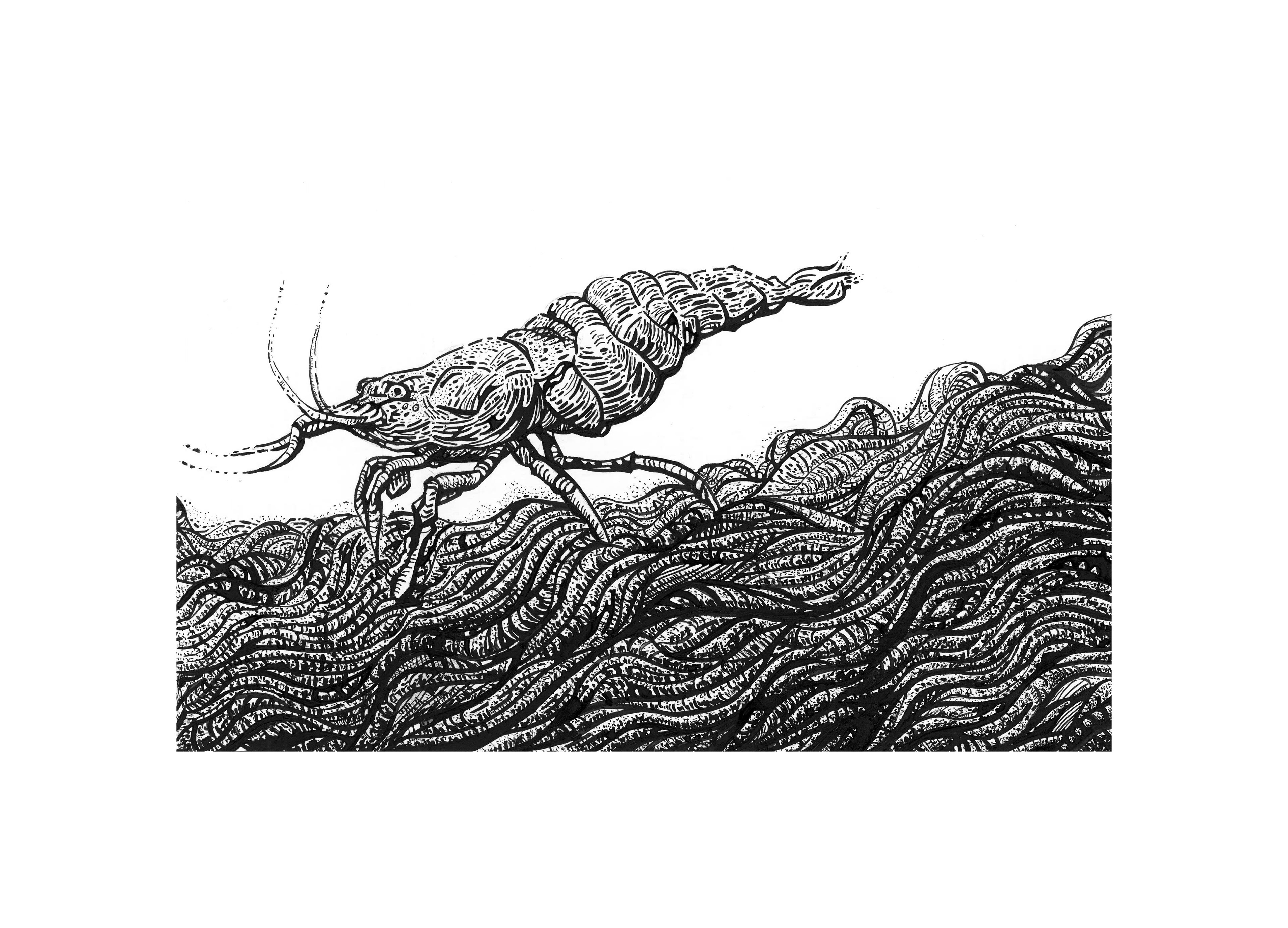 Scrimp the Shrimp: 9x12" Dip Pen and Ink on Bristol Paper