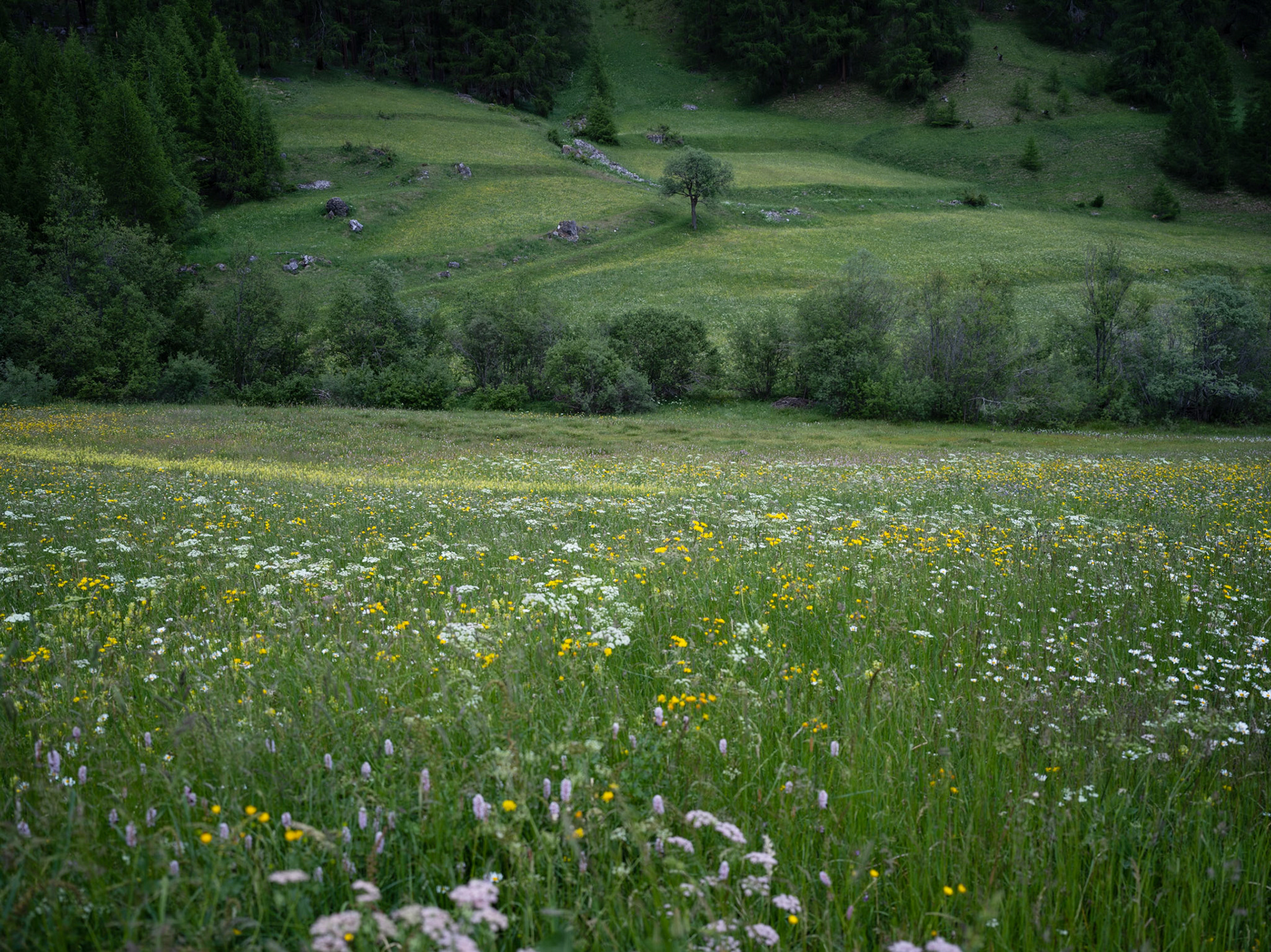 Meadow near Tschierv