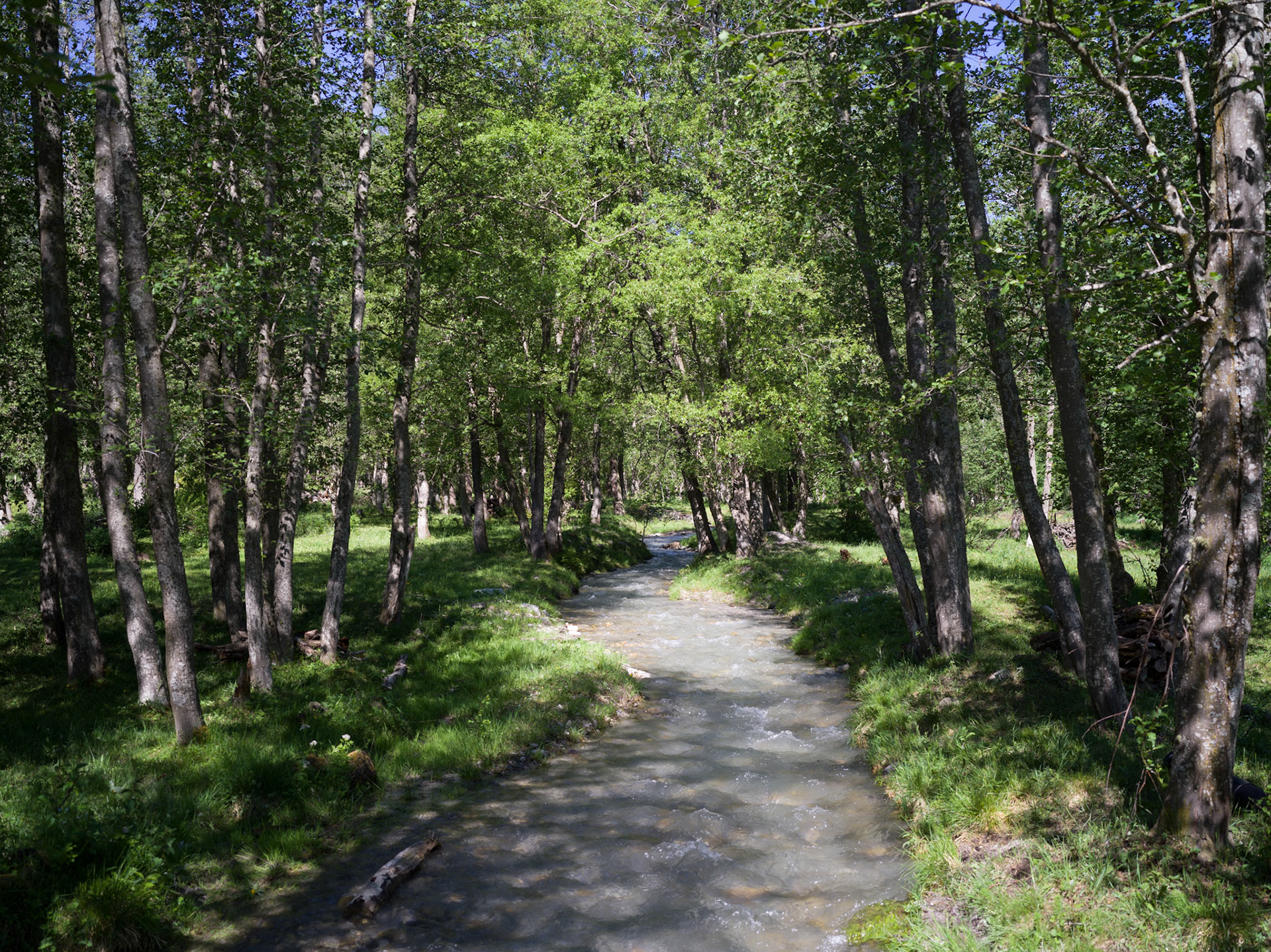 Floodplain forest