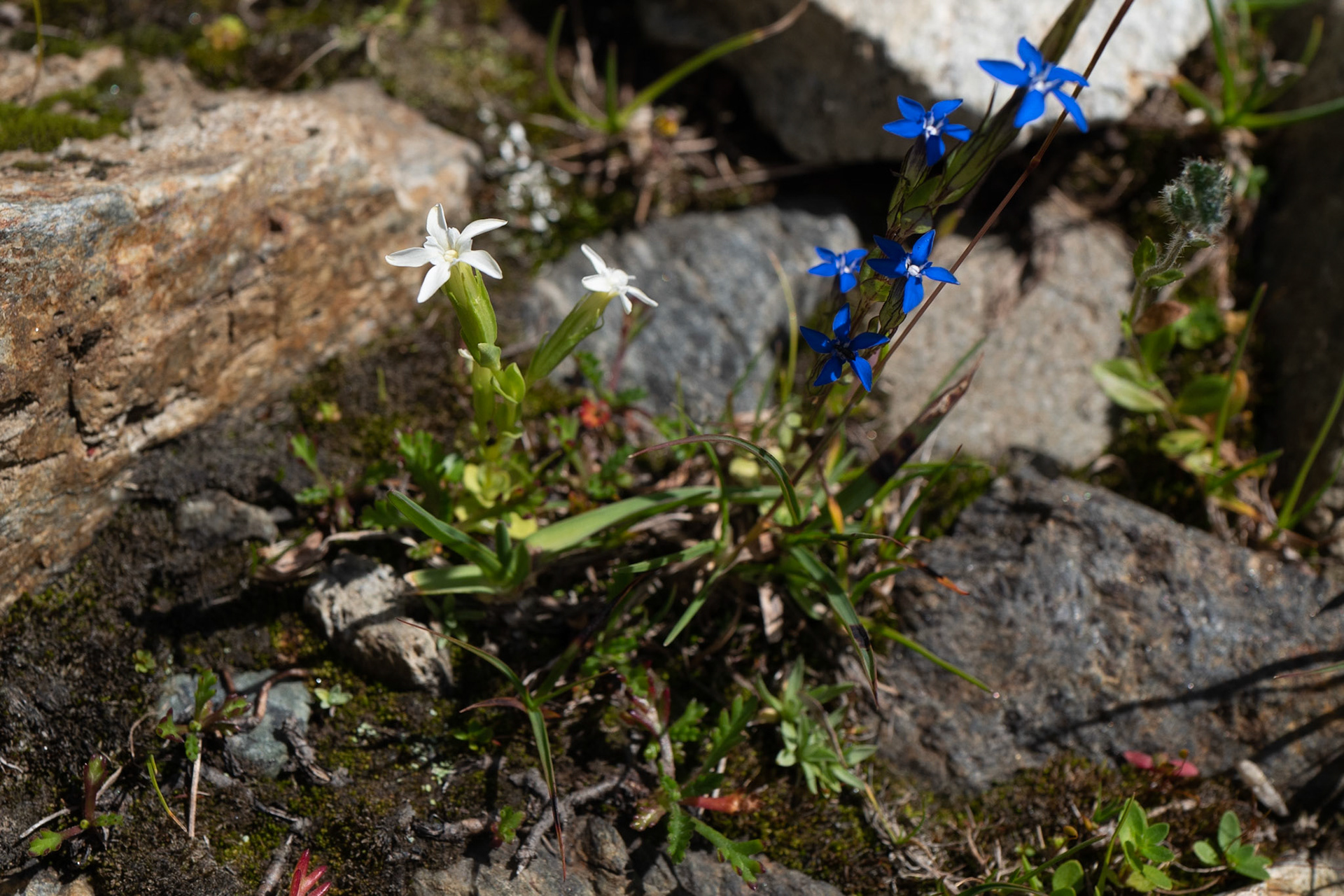 White Gentian