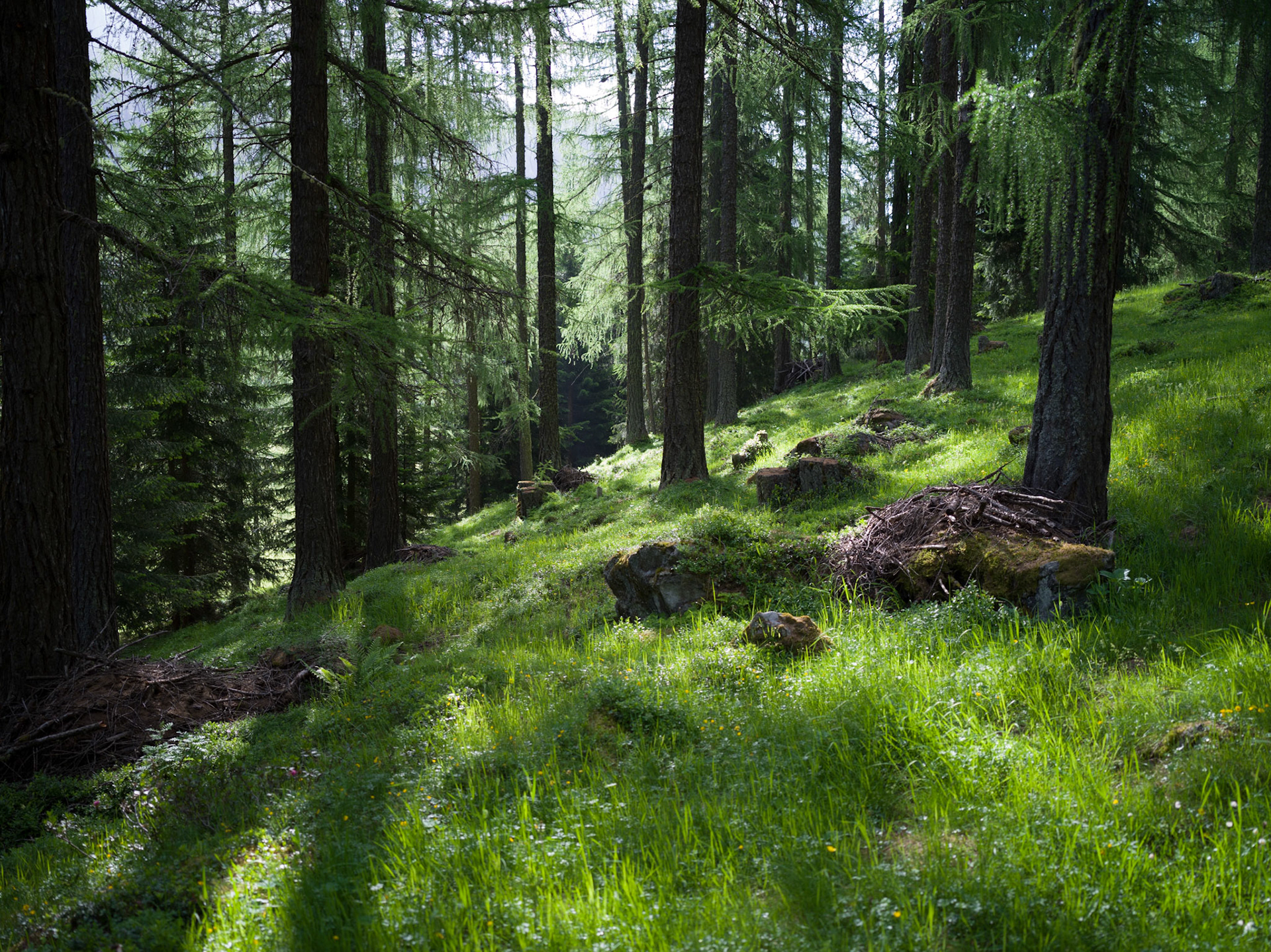 Forest above Tschierv