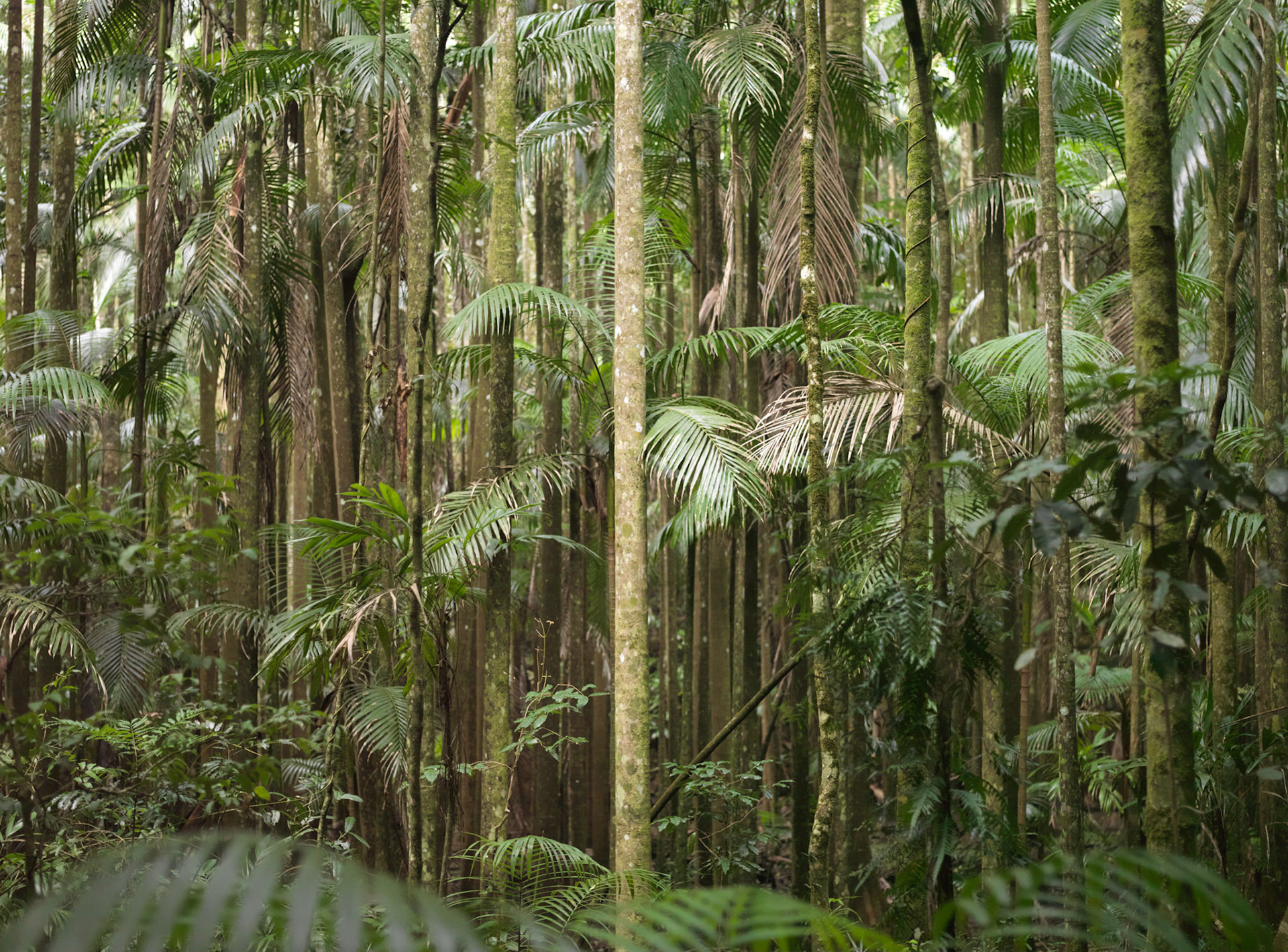 Glasshouse Mountains AUS