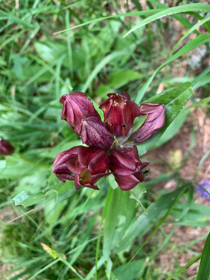 Red Gentian