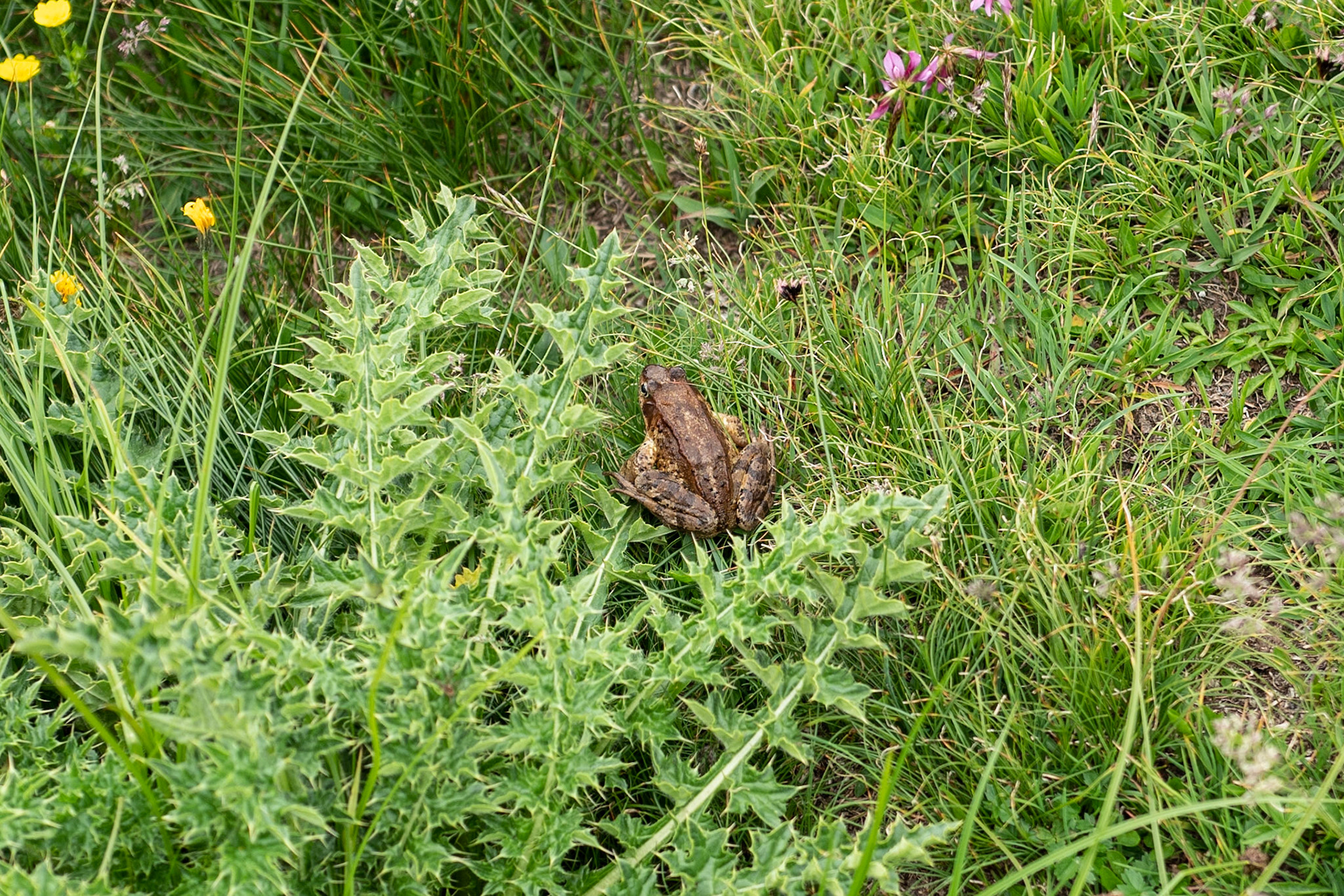 Grass frog