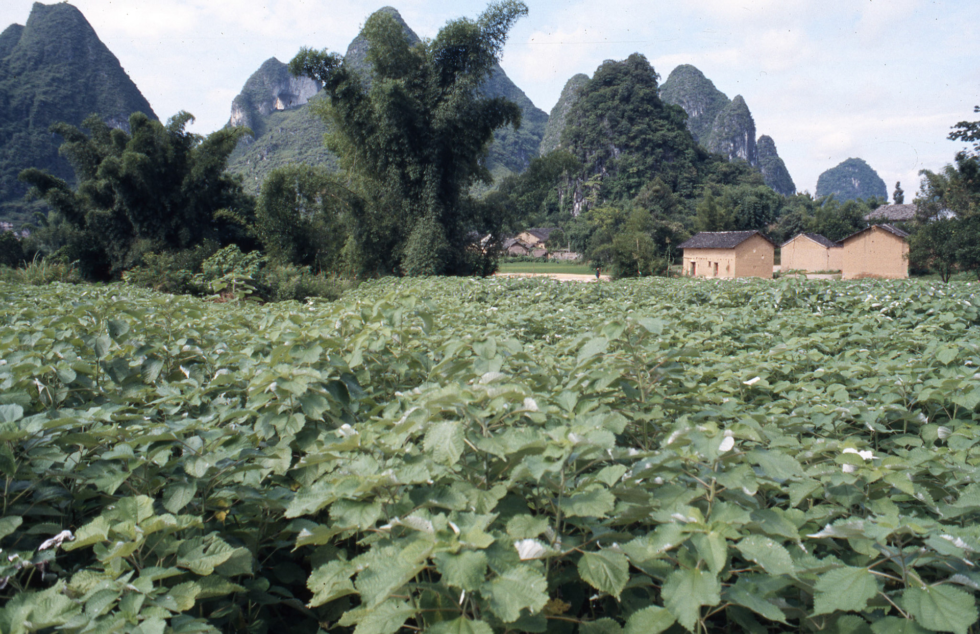 Yangshuo