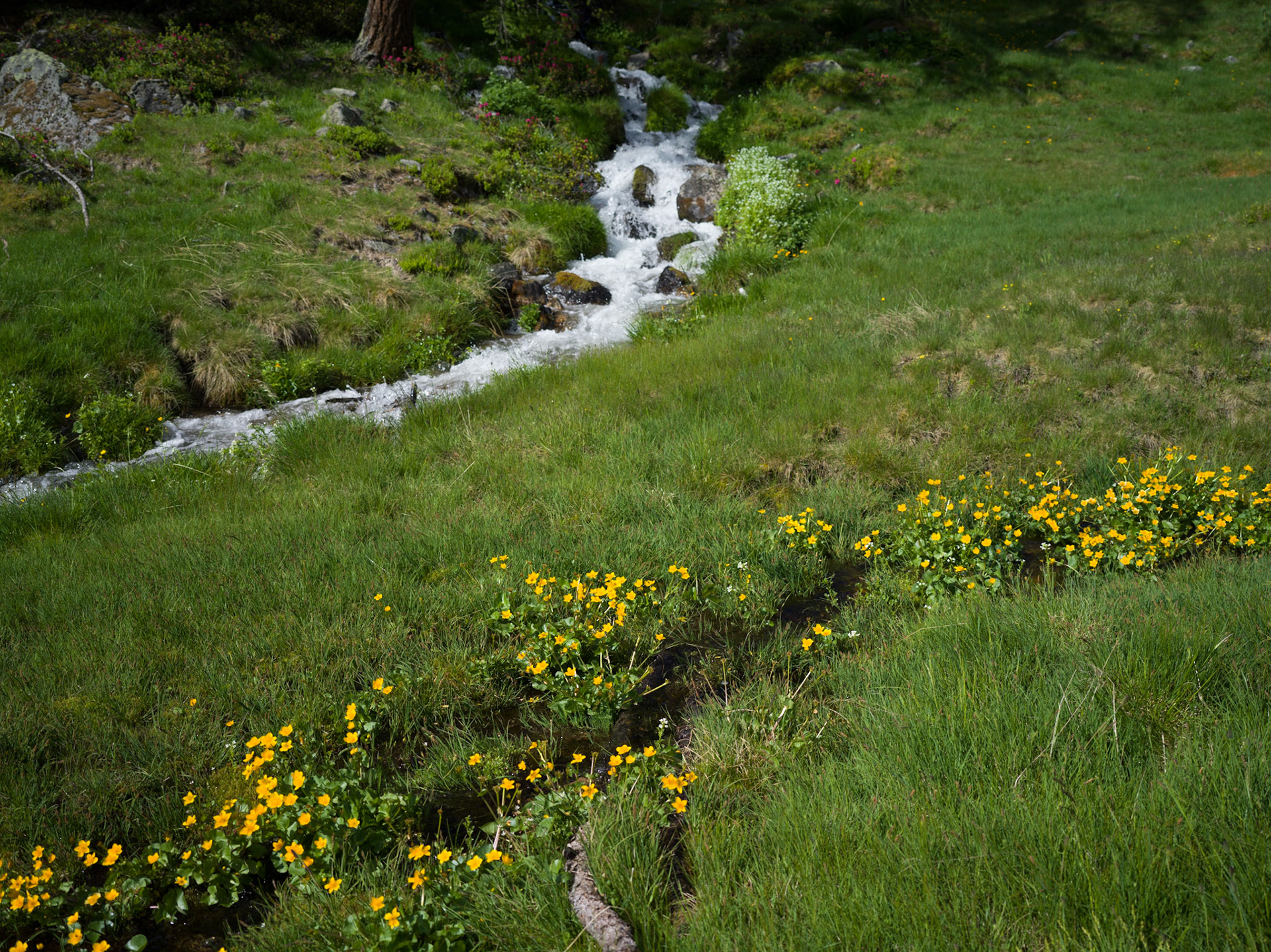 Near Funtauna Grossa