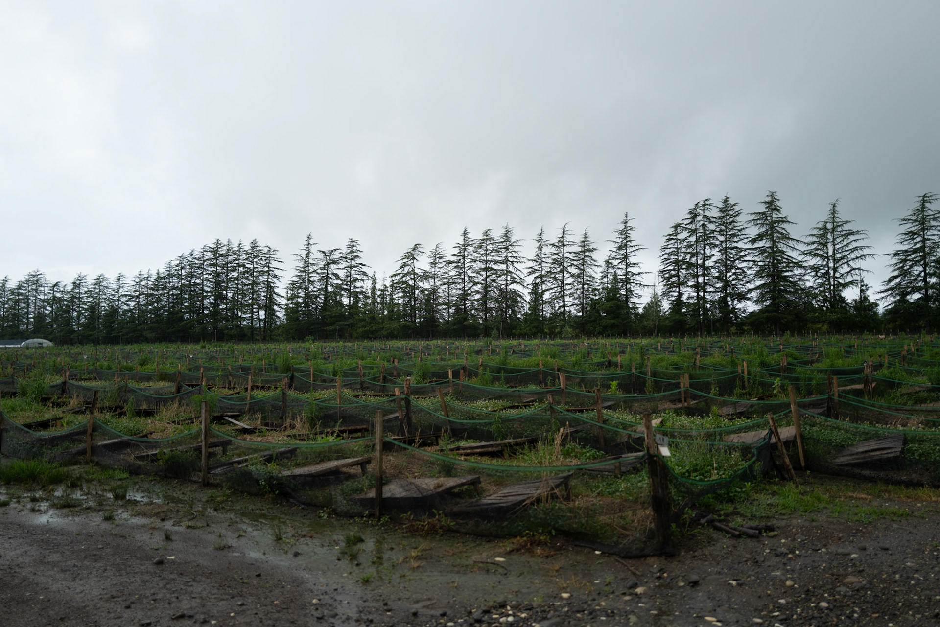 Snail farm
