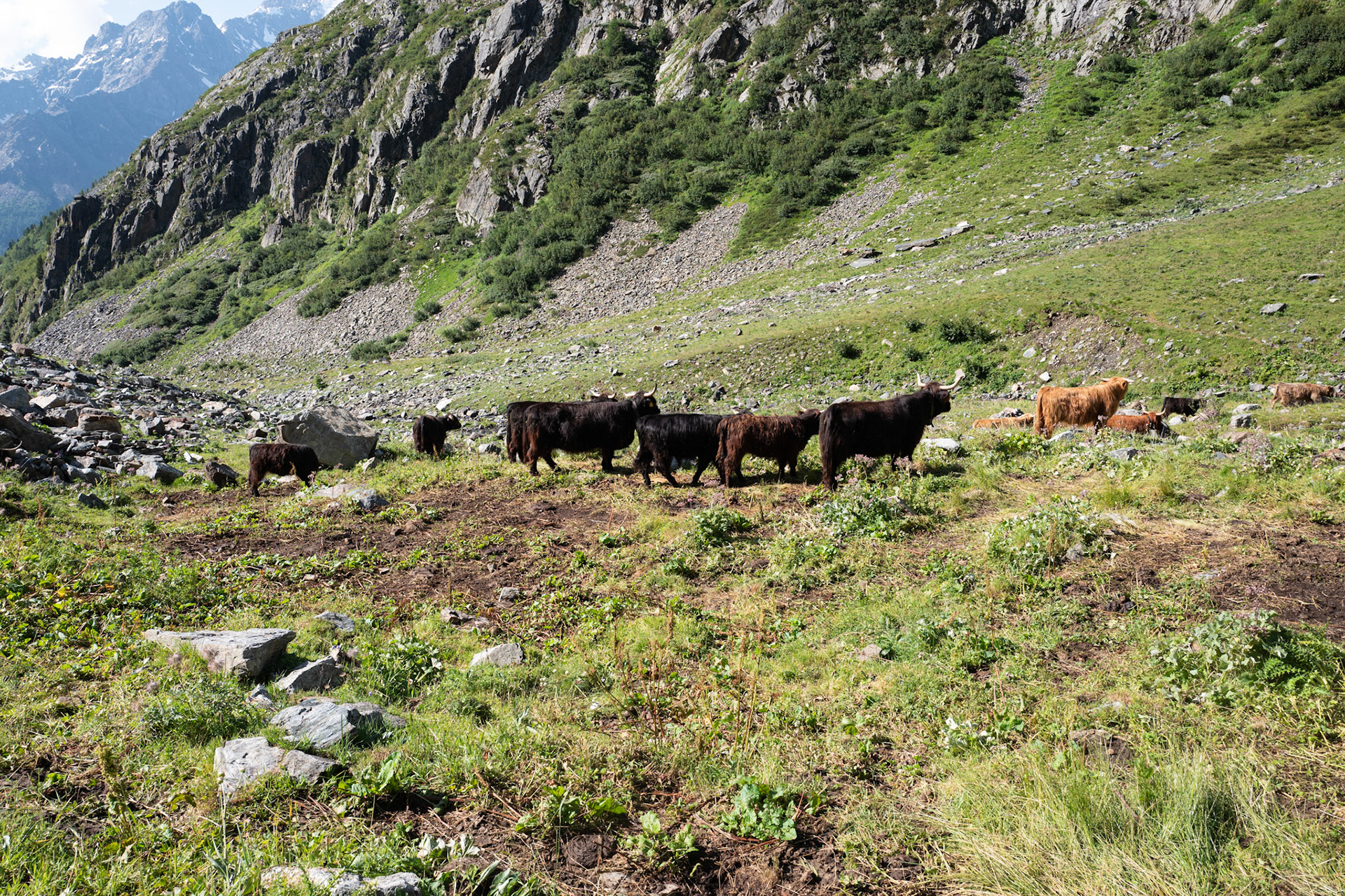 Alpe dell'Oro