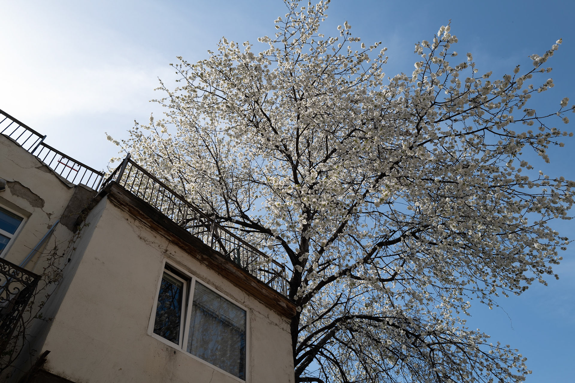Tblisi