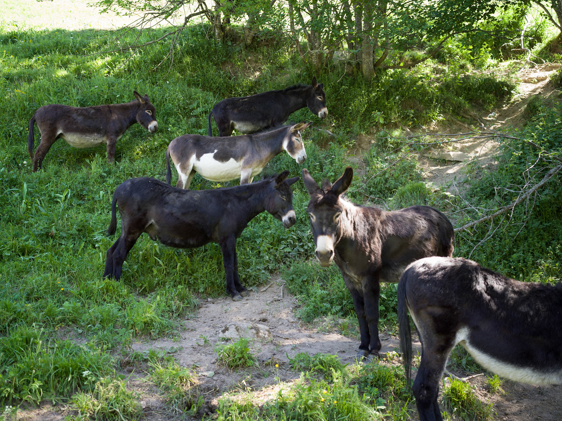 Donkeys and Mules