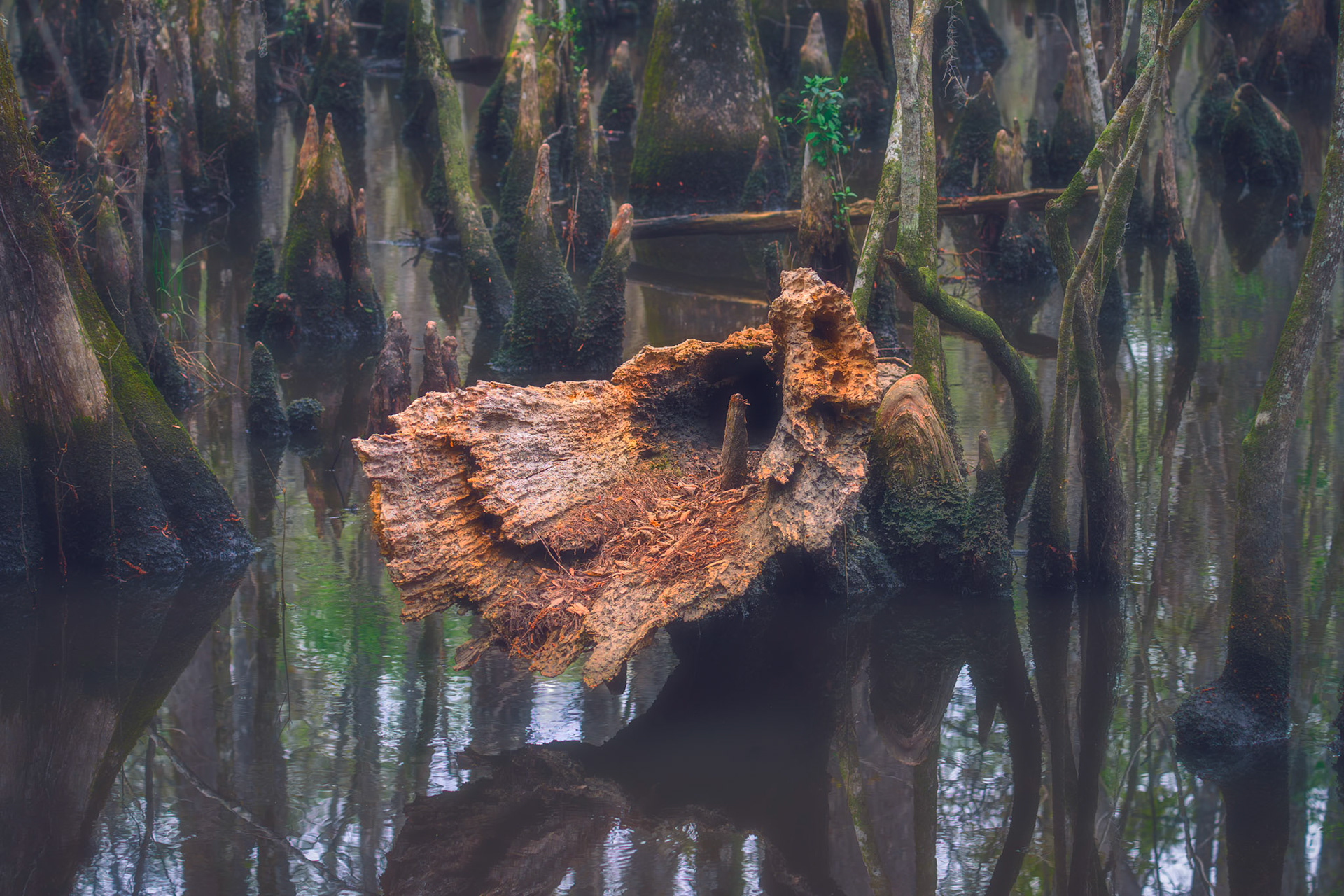 Cypress Knees III