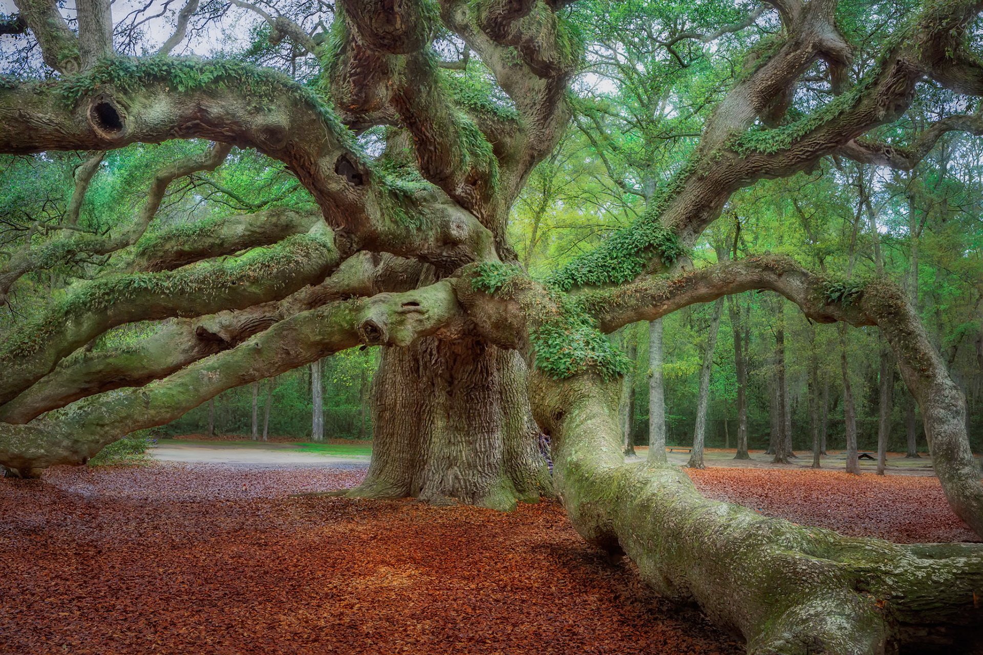 Angel Oak Tree