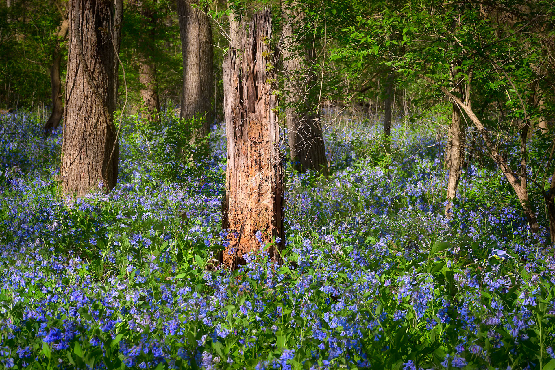 Bluebells Galore