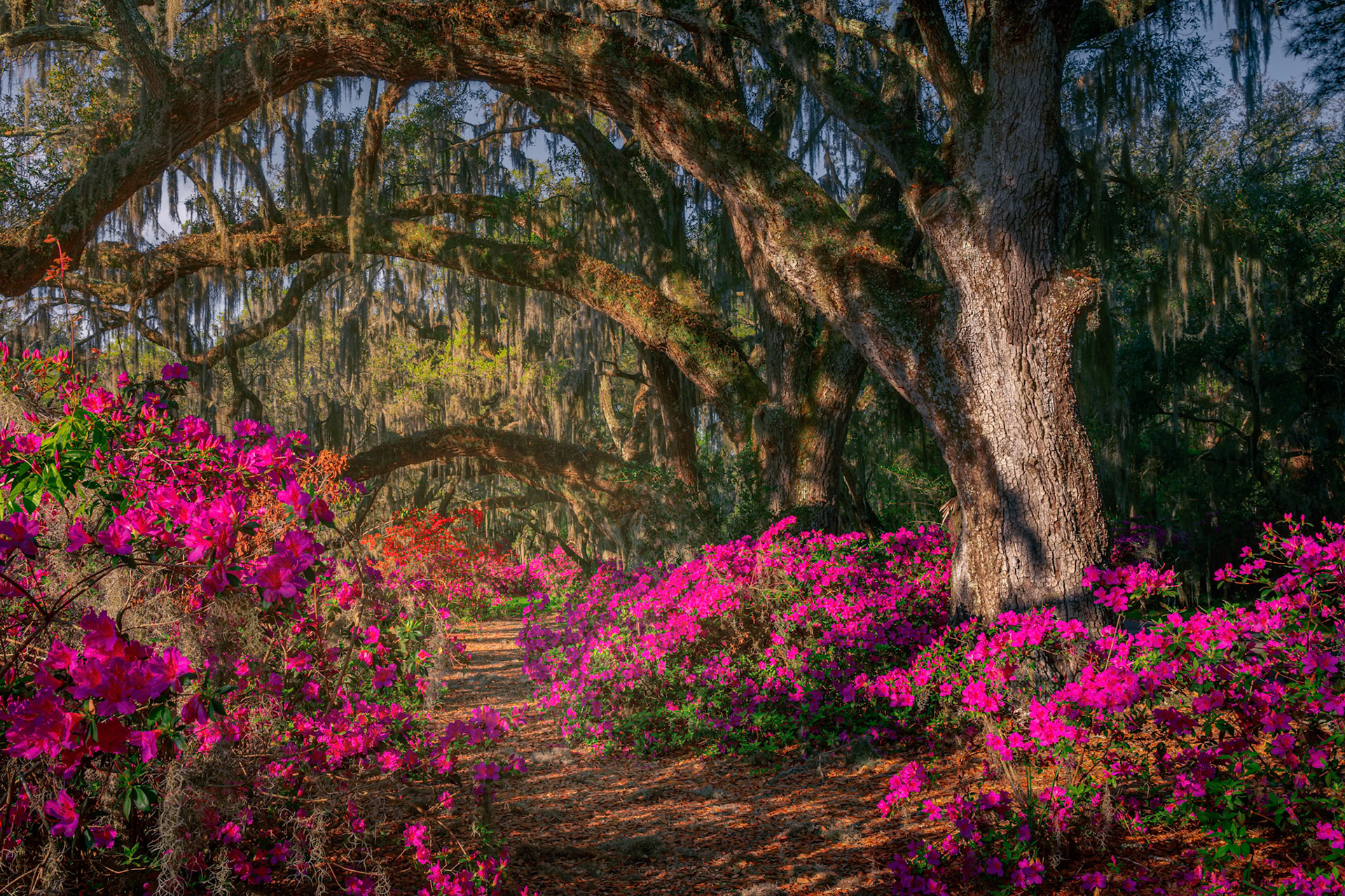 Azalea Row I