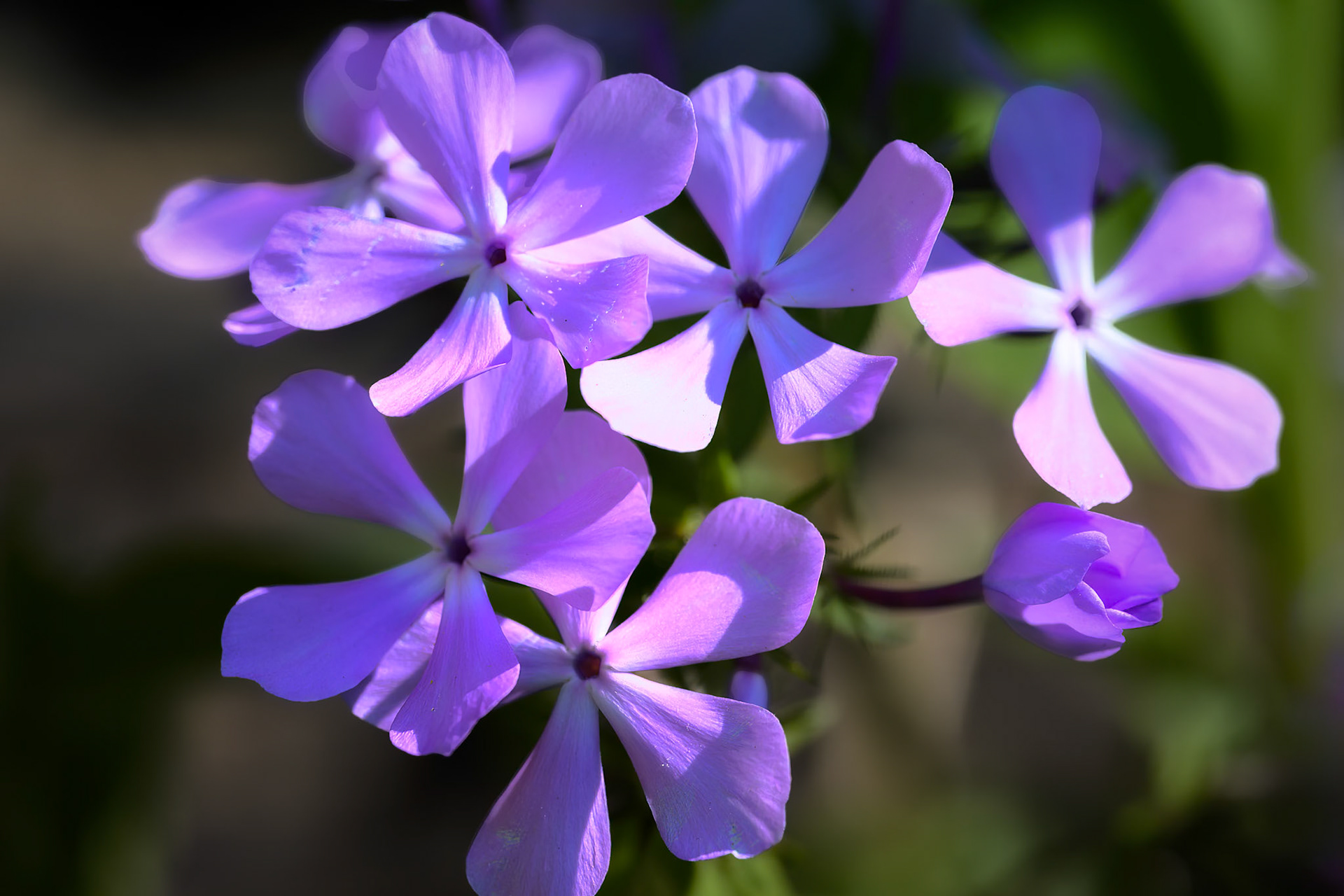 Violets in the morning