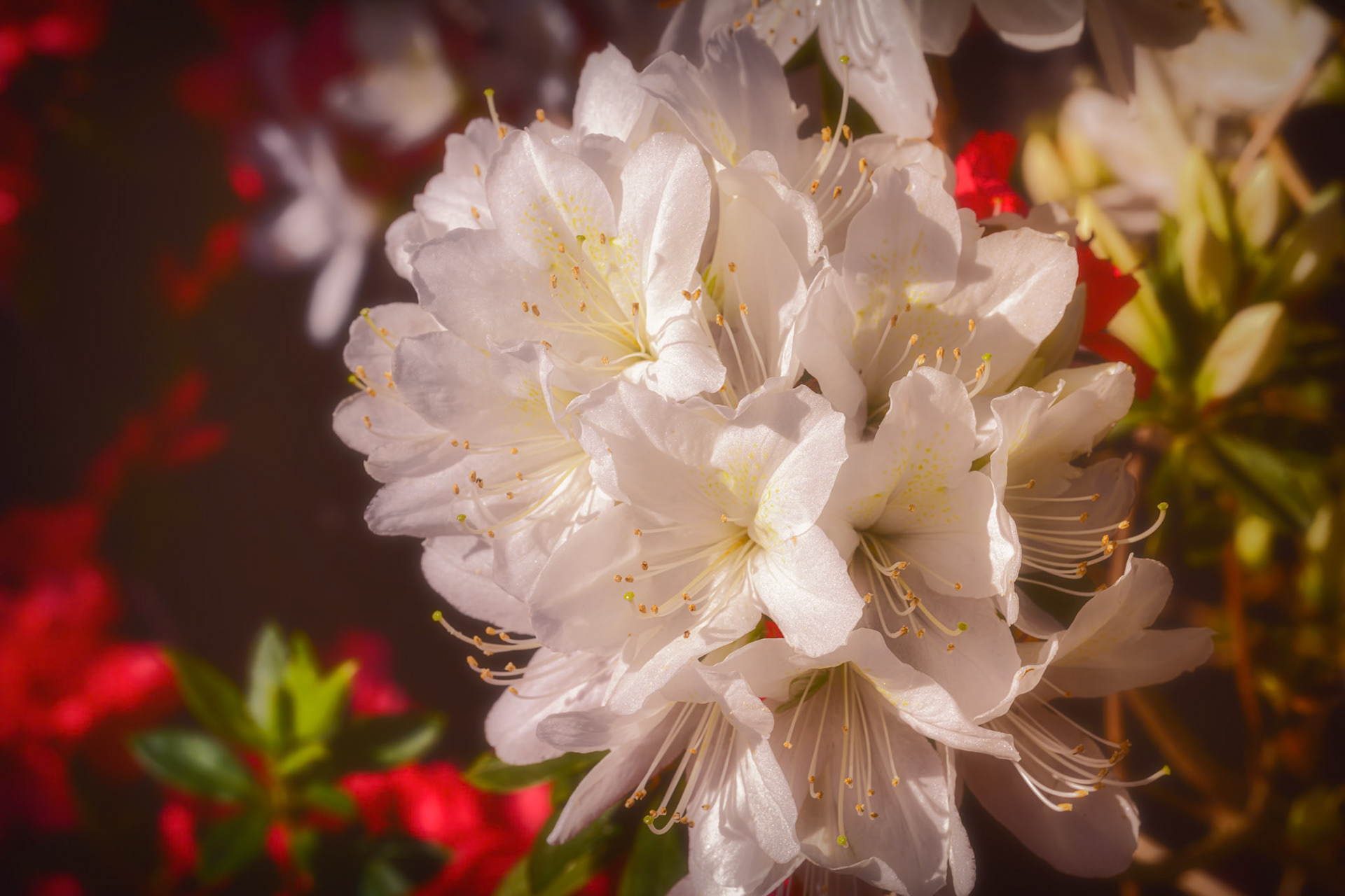 White Azalea