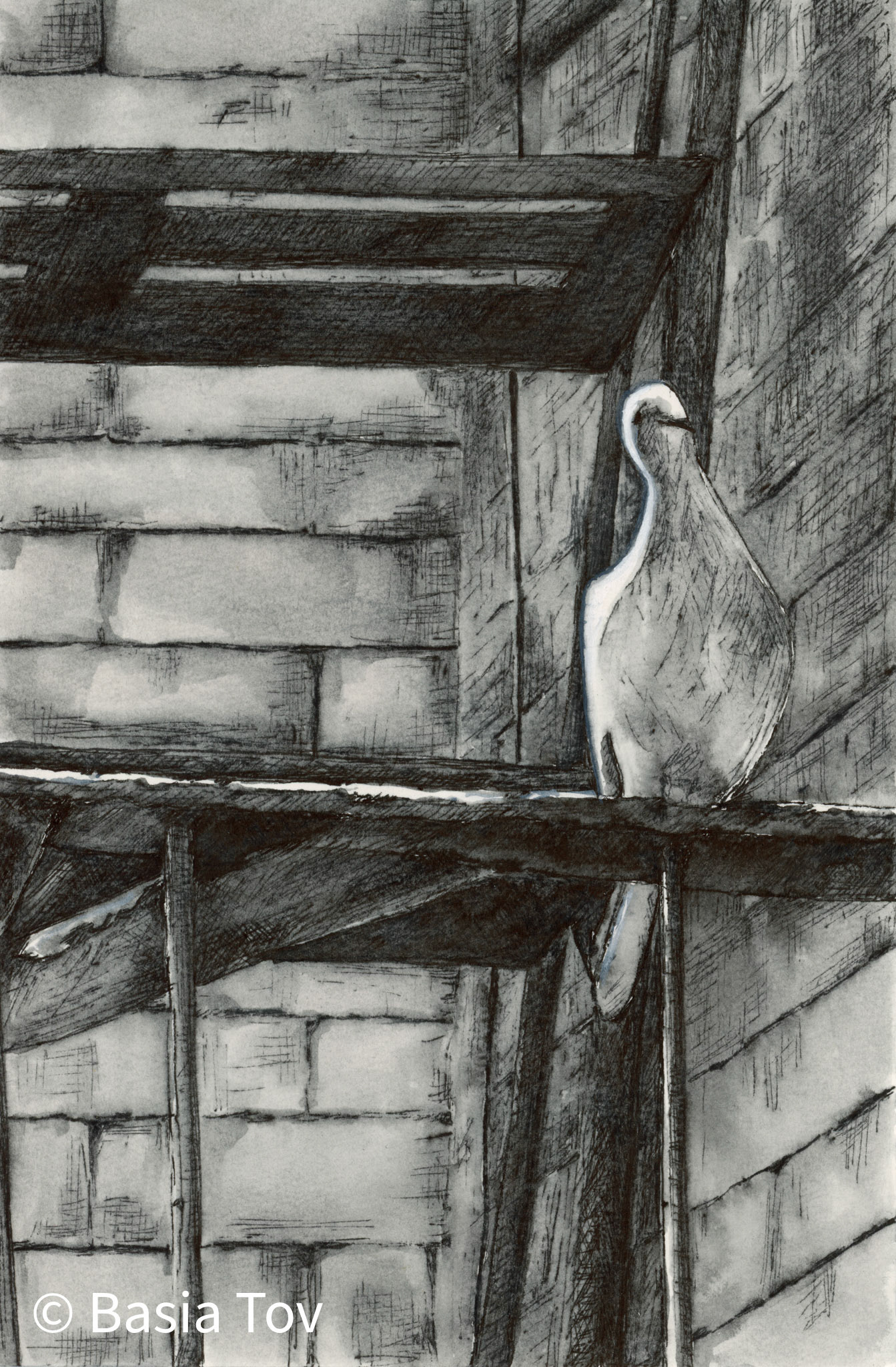 Pigeon, Print Size 9" x 6", $185