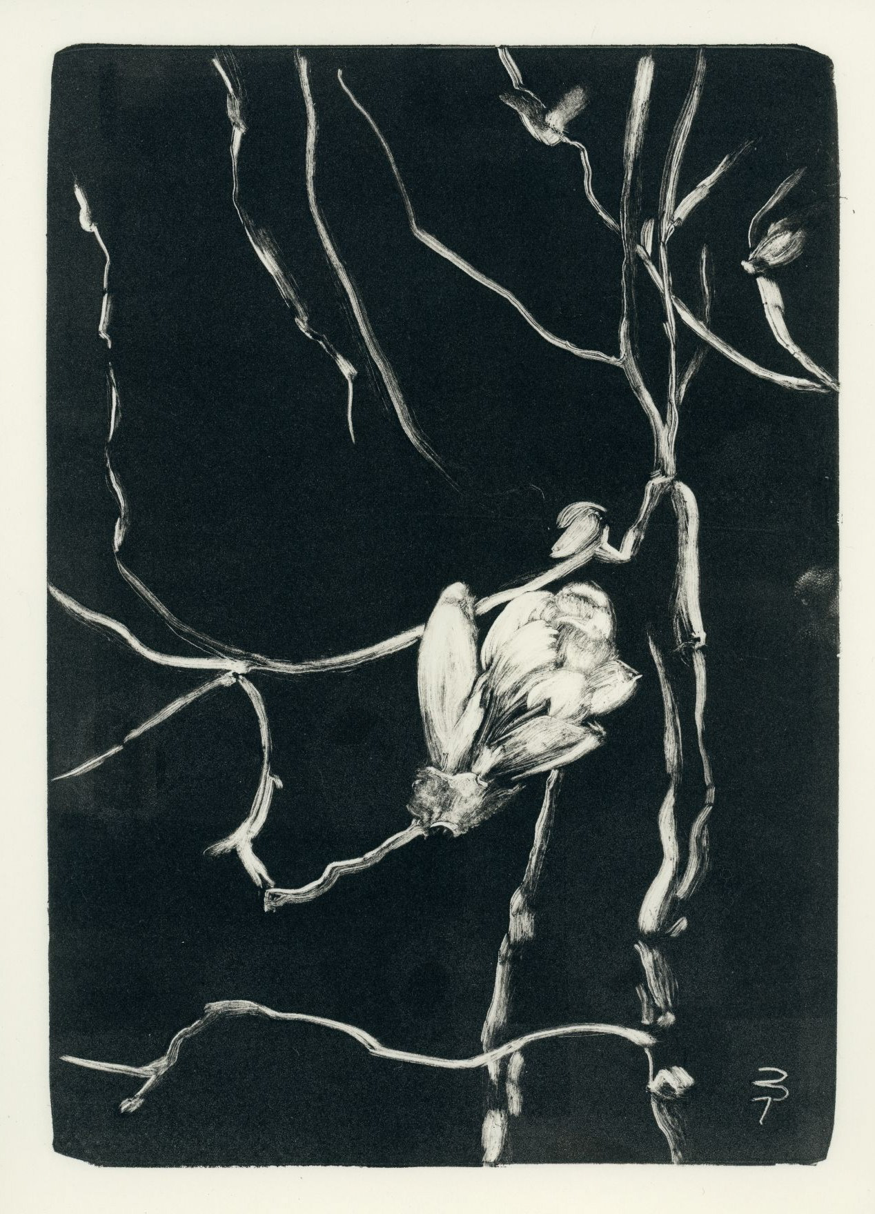 Spring Bloom on a Branch