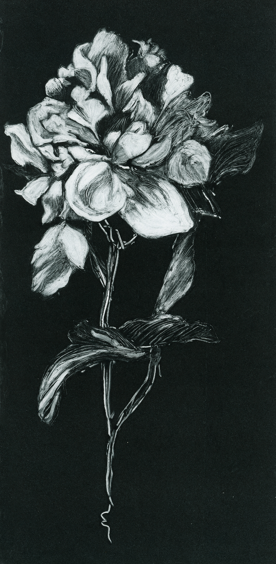 Peony