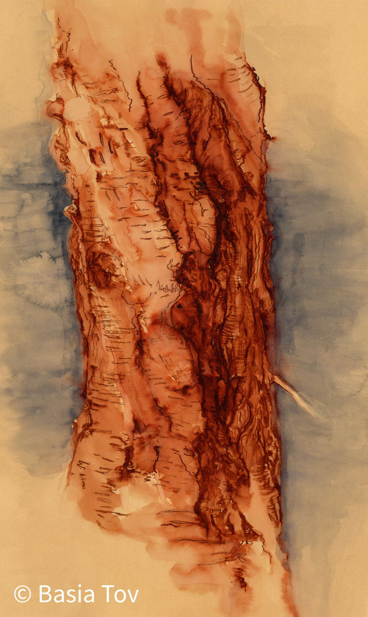 Torso 1, 19"x12", Ink and watercolor