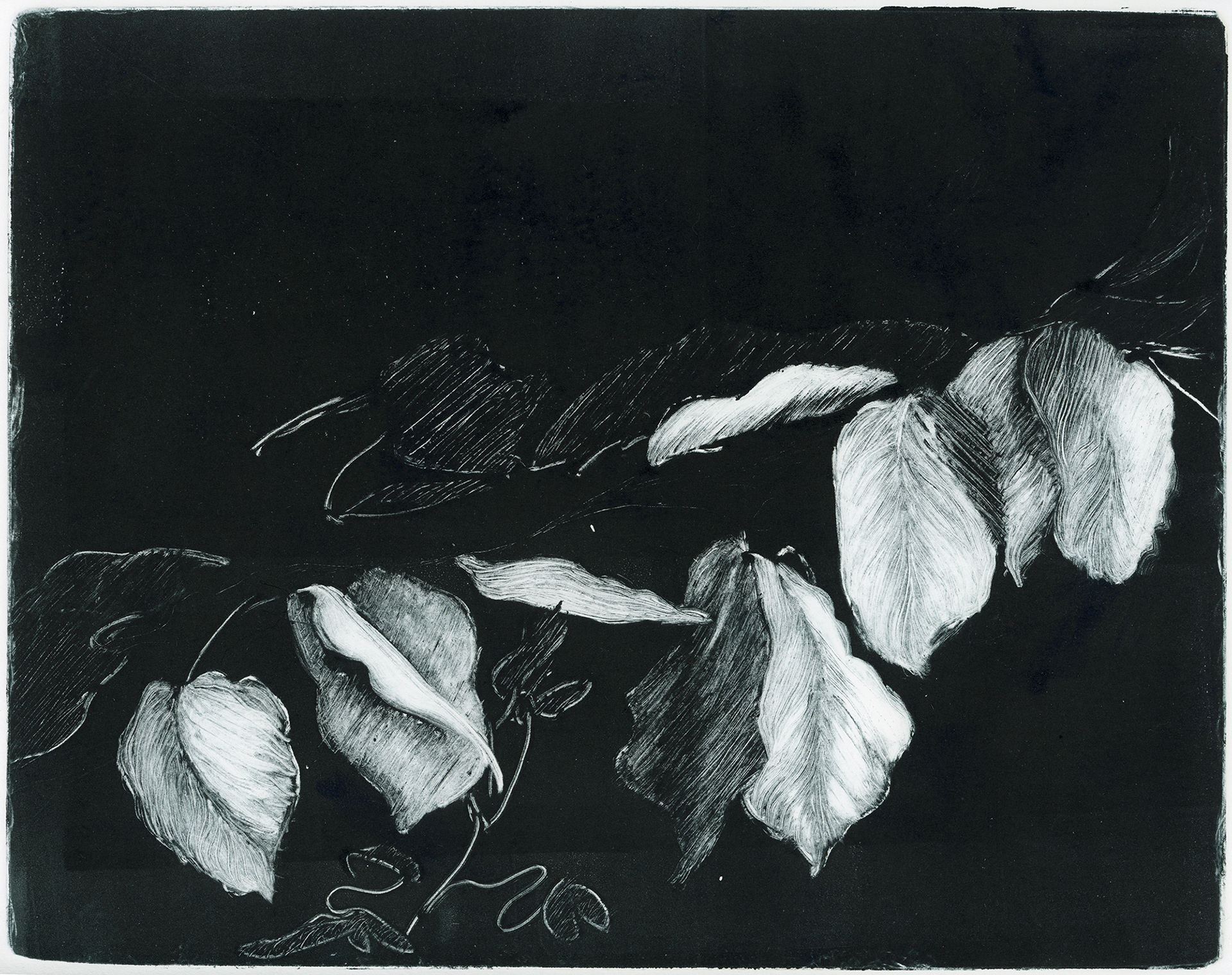 Branch with Leaves