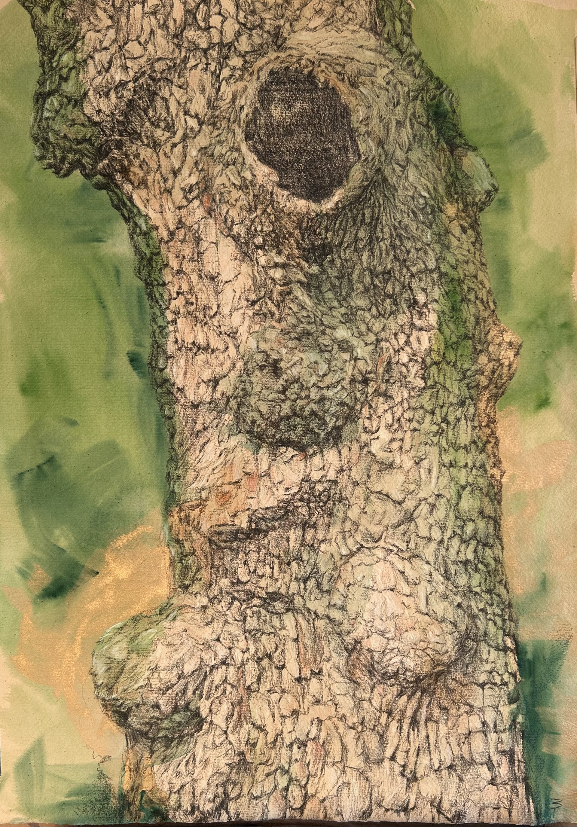 Torso 10, Watercolor and watercolor pencils, 30" x 21"