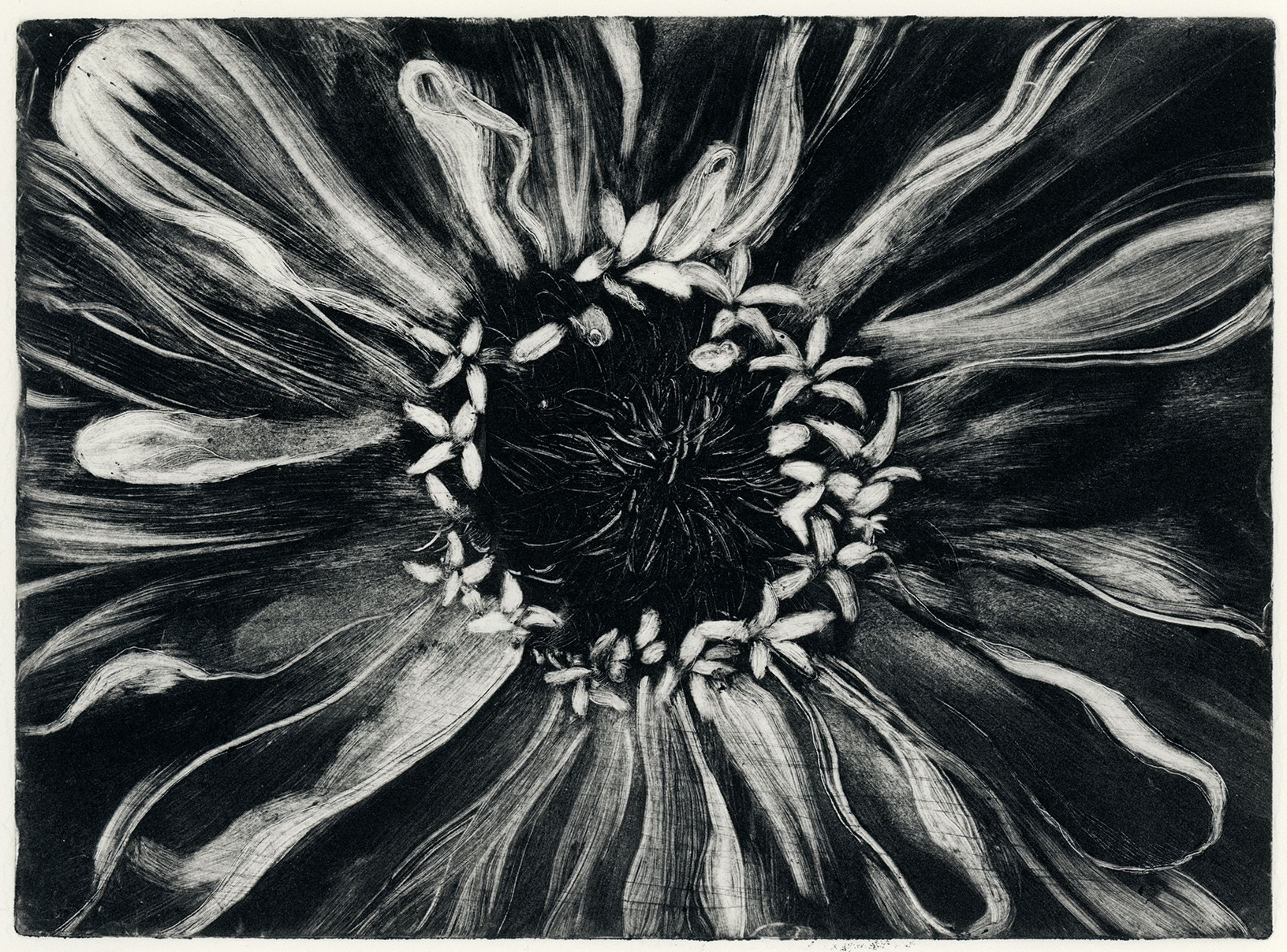 Flower Closeup