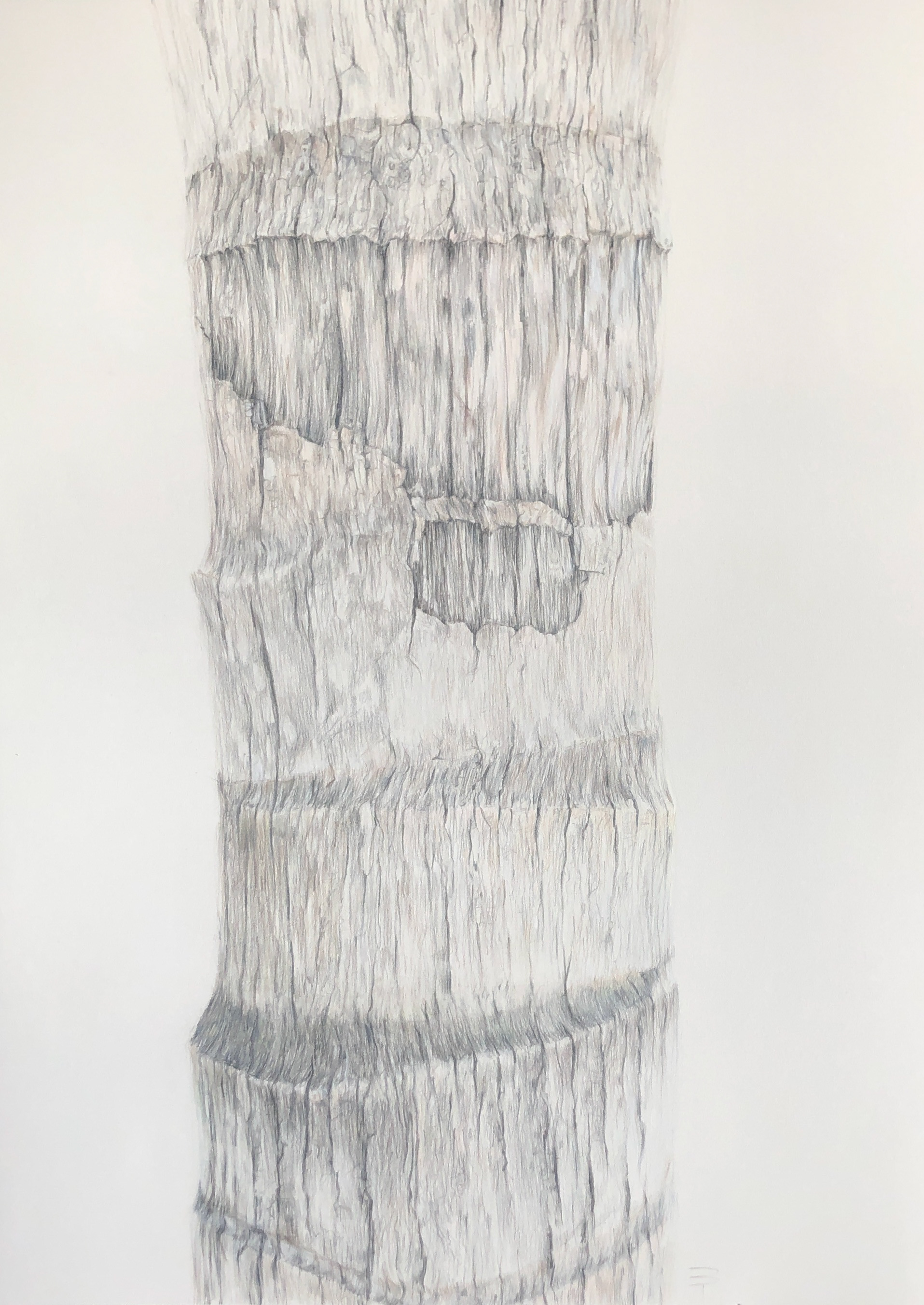 Torso 9, Watercolor pencils, 29.5" x 21"
