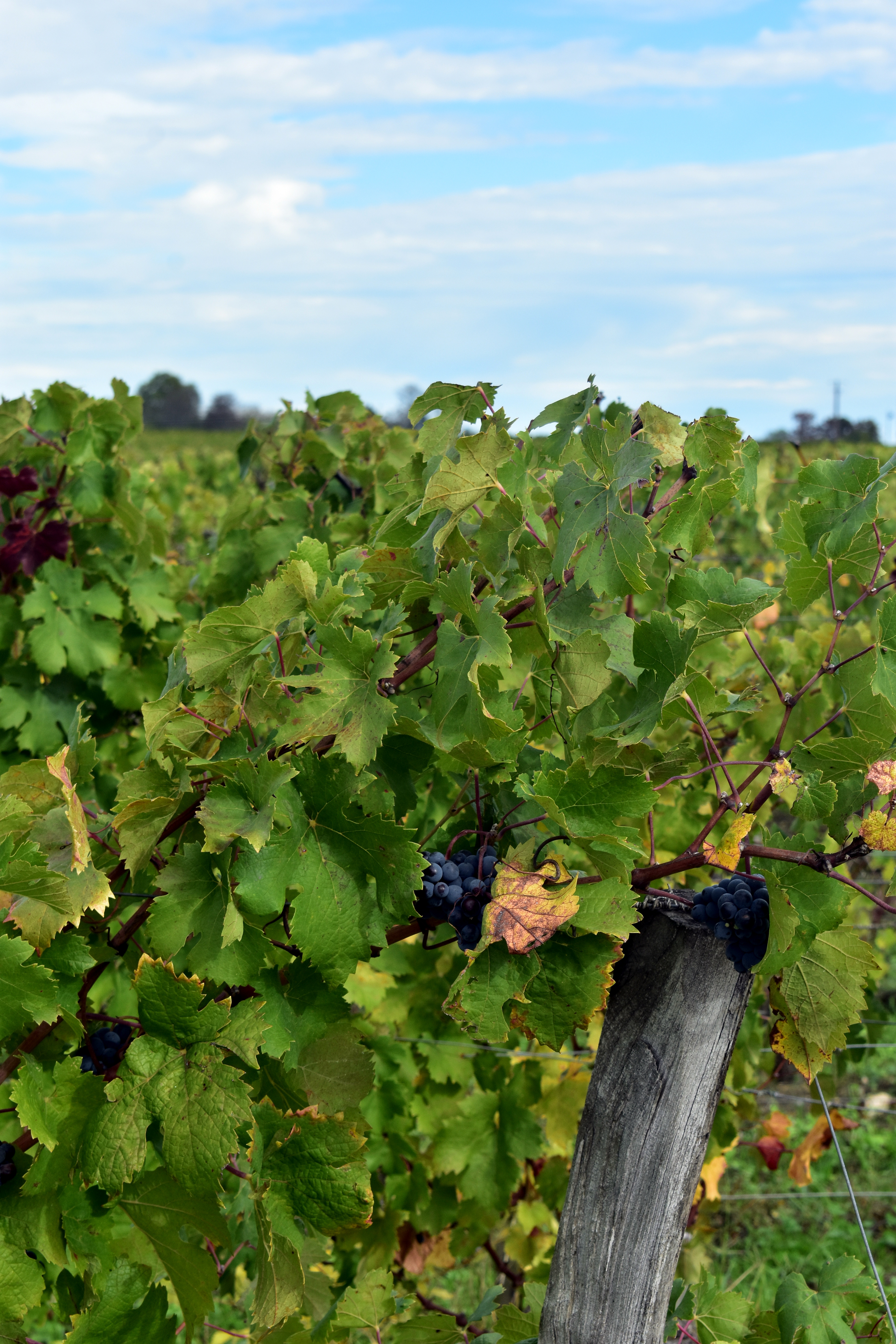 Château Cheval Blanc © Fanny Saint-Martin