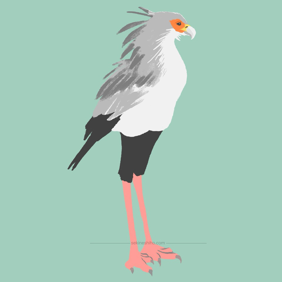 「ヘビクイワシ」