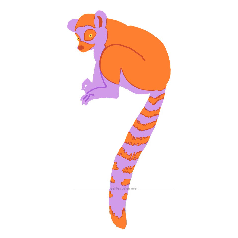 ワオキツネザル