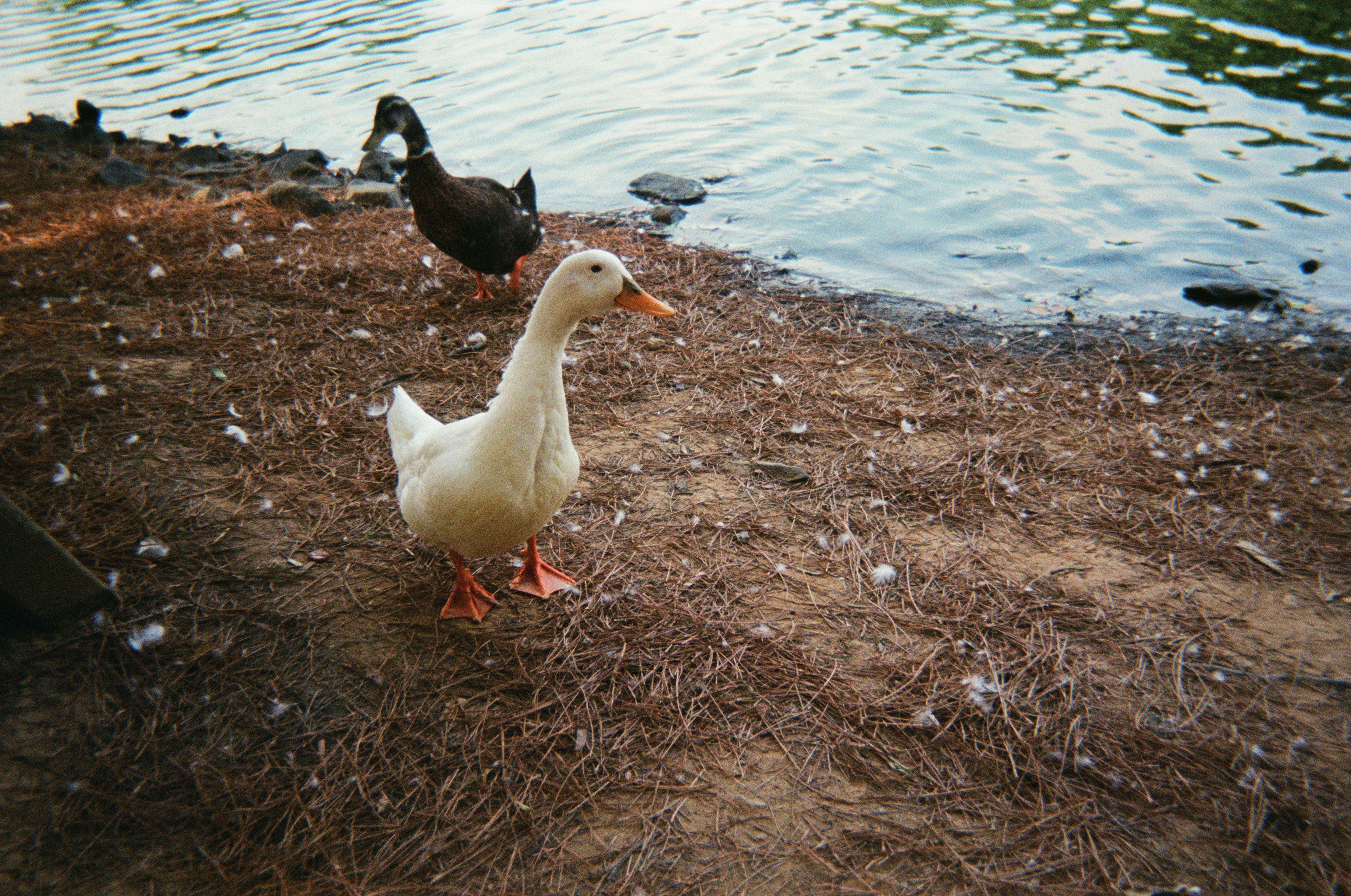 Otis the Duck at Elon (: