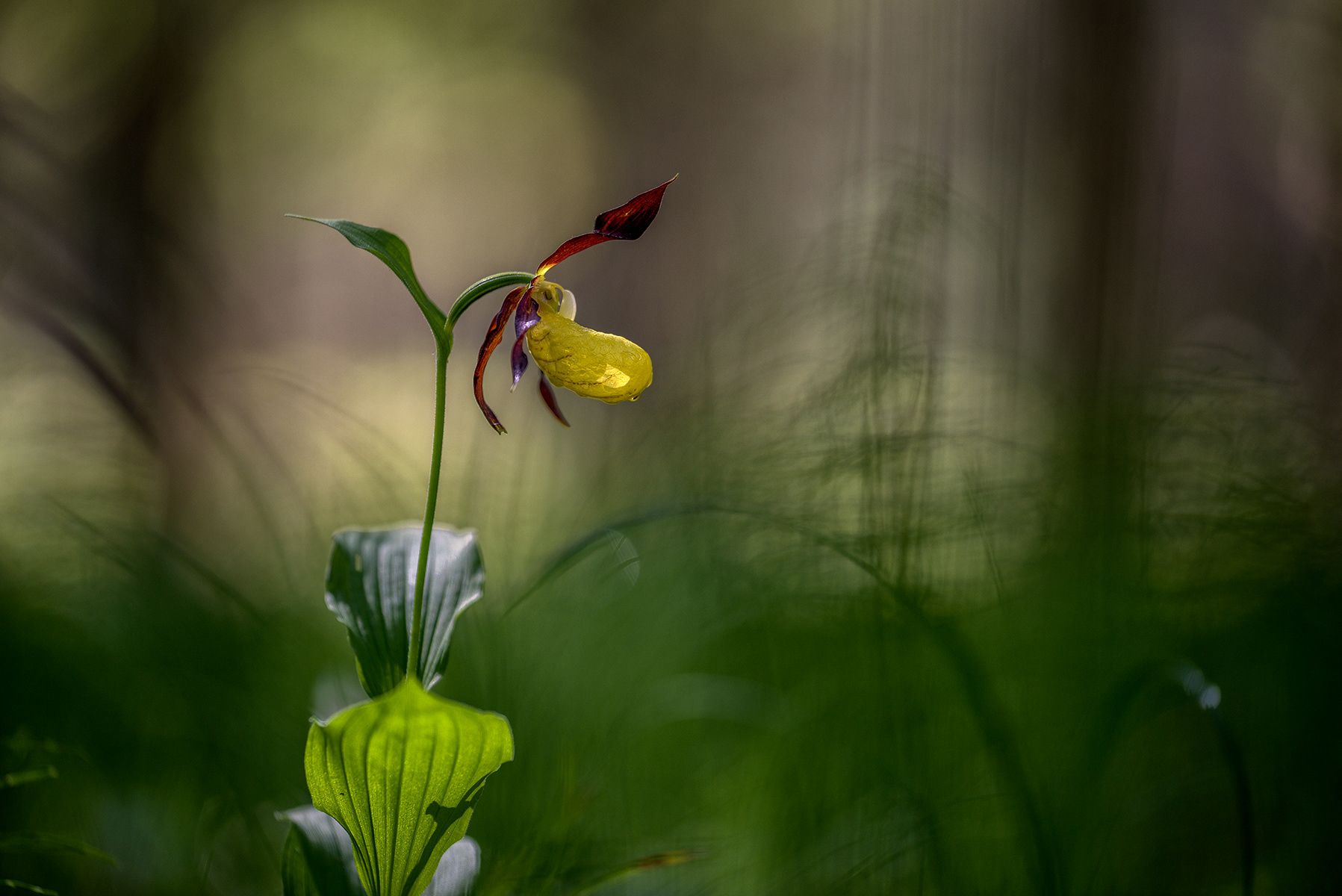 Cypripedium Calceolus Scarpetta di Venere