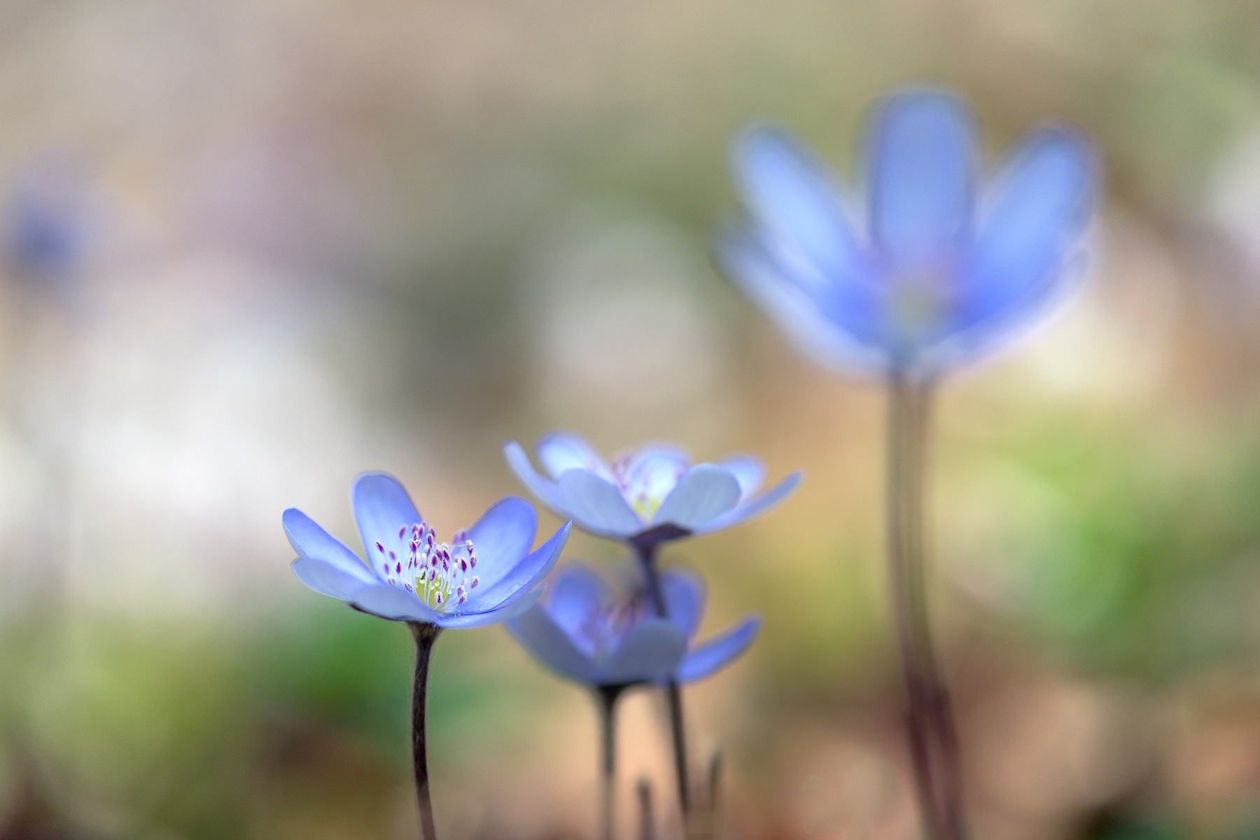 Hepatica Nobilis