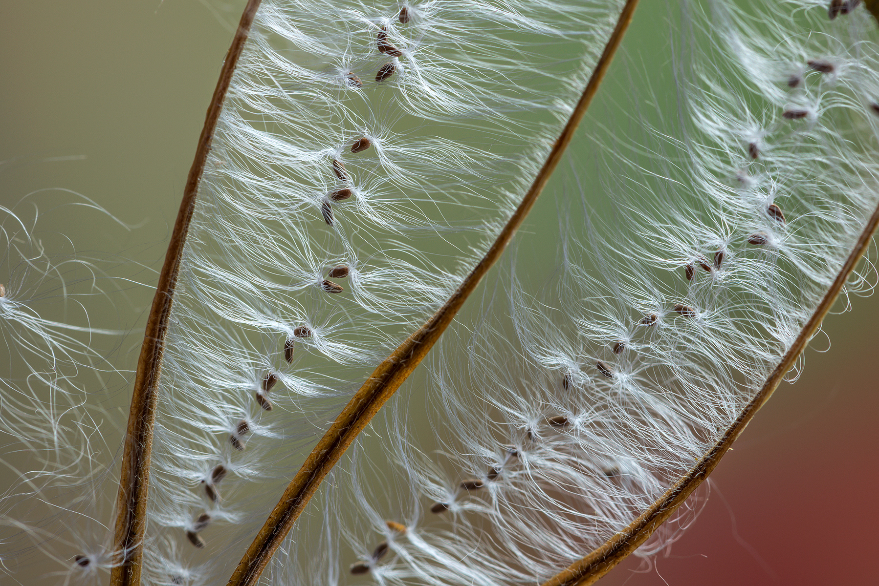 Semi Epilobium Irsutum - Epilobium Irsutum seeds