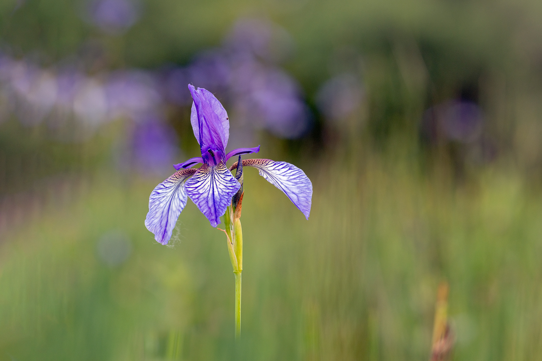 Iris Sibirica