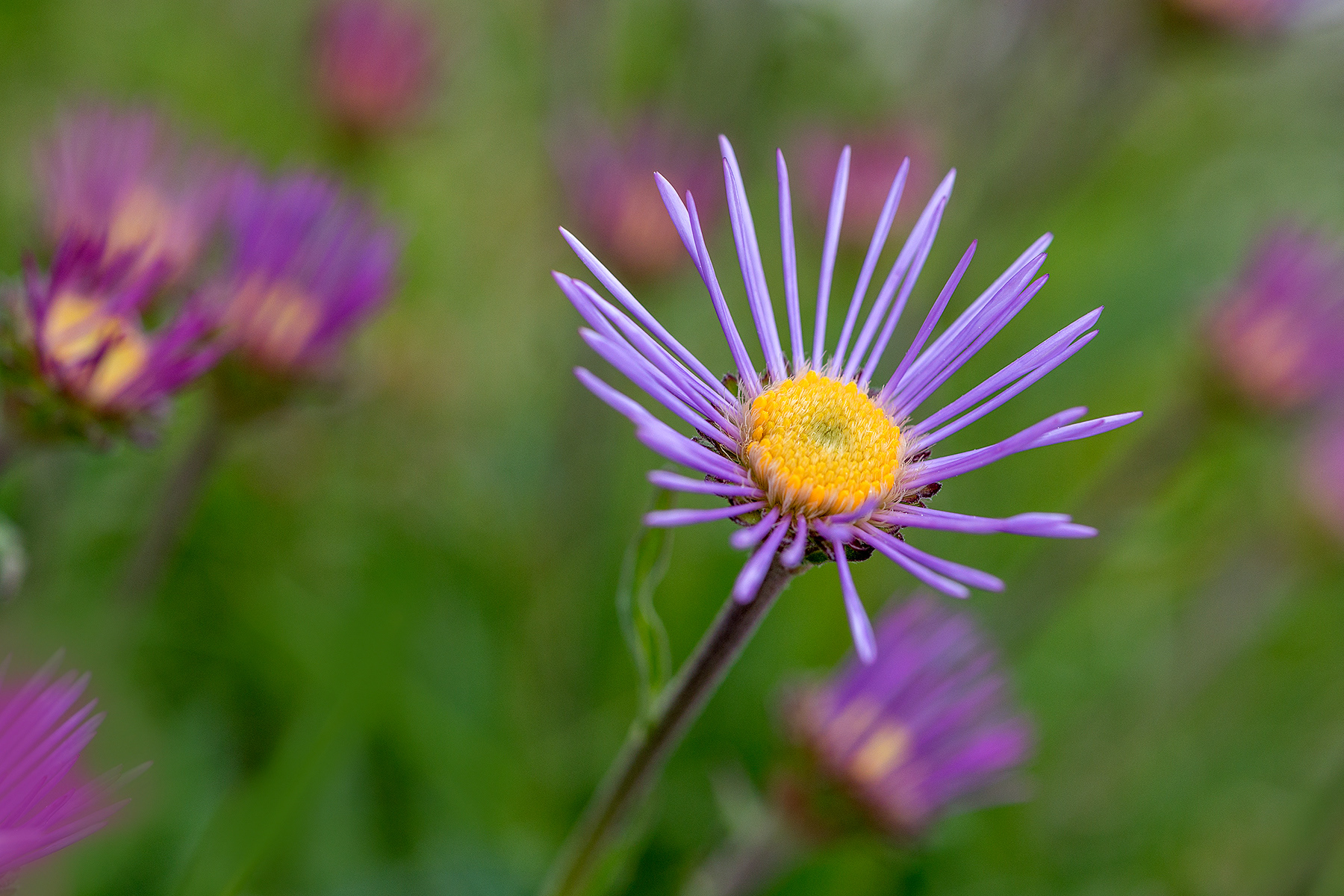 Aster Alpinis