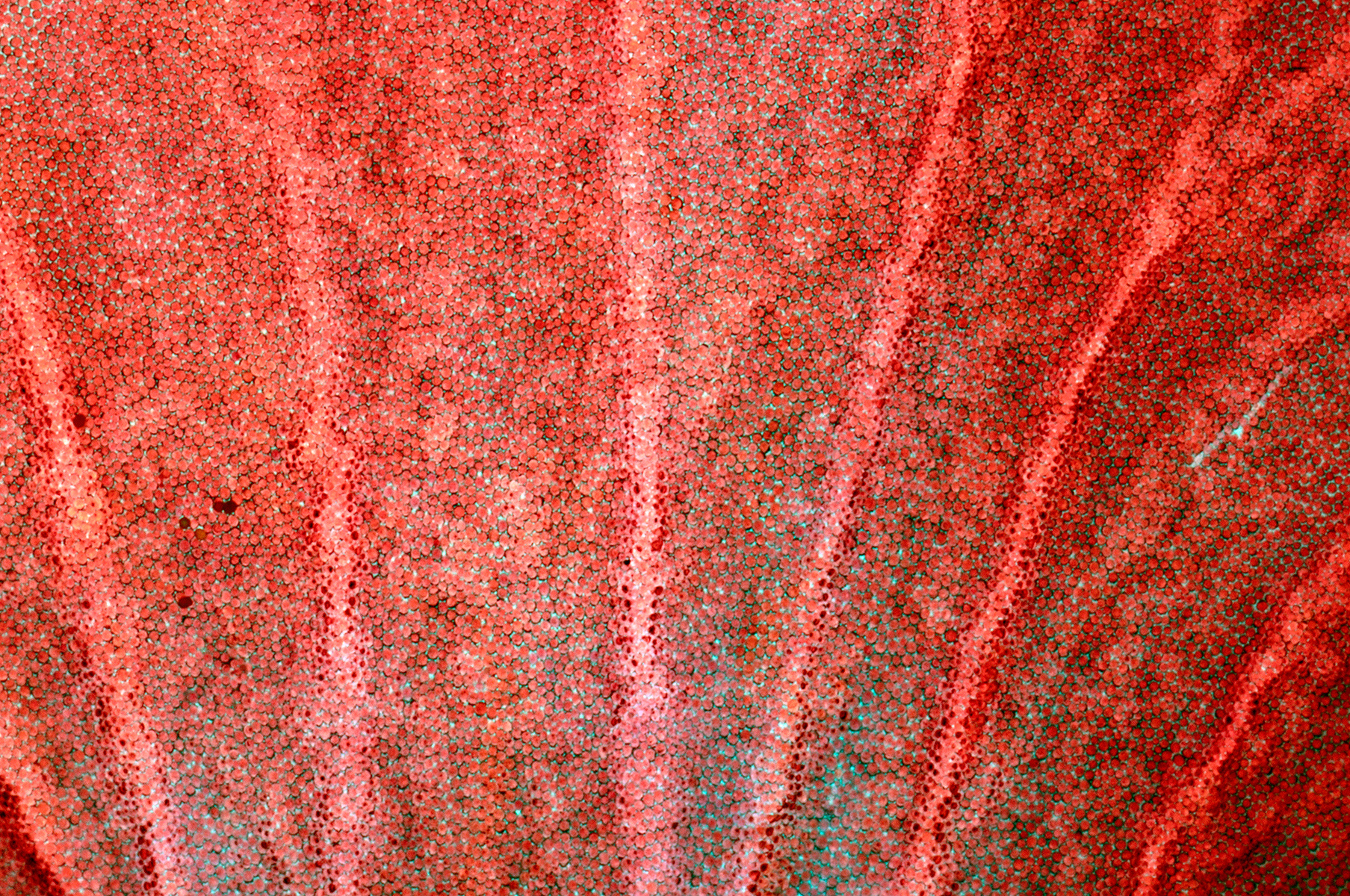 Petalo di Geranio - Geranium petal