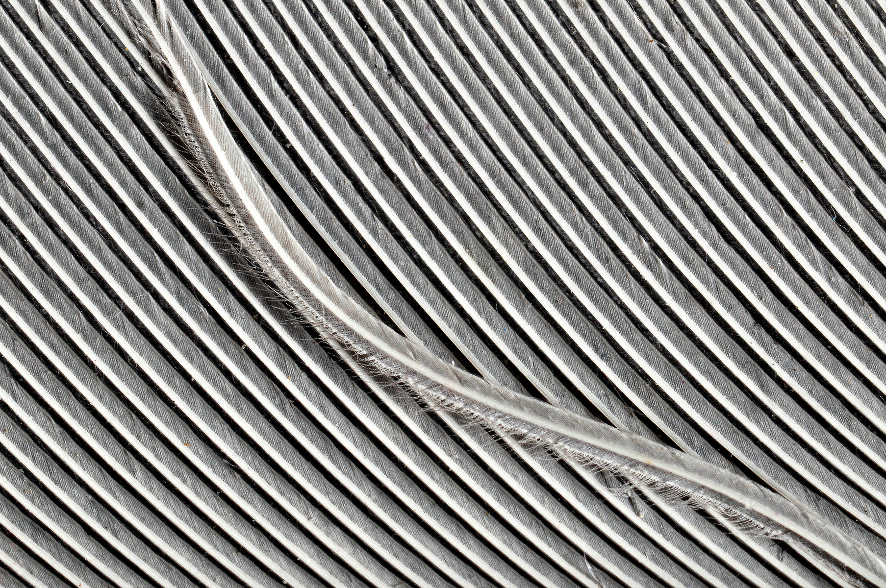 La ribelle (piuma) - The rebel (feather)